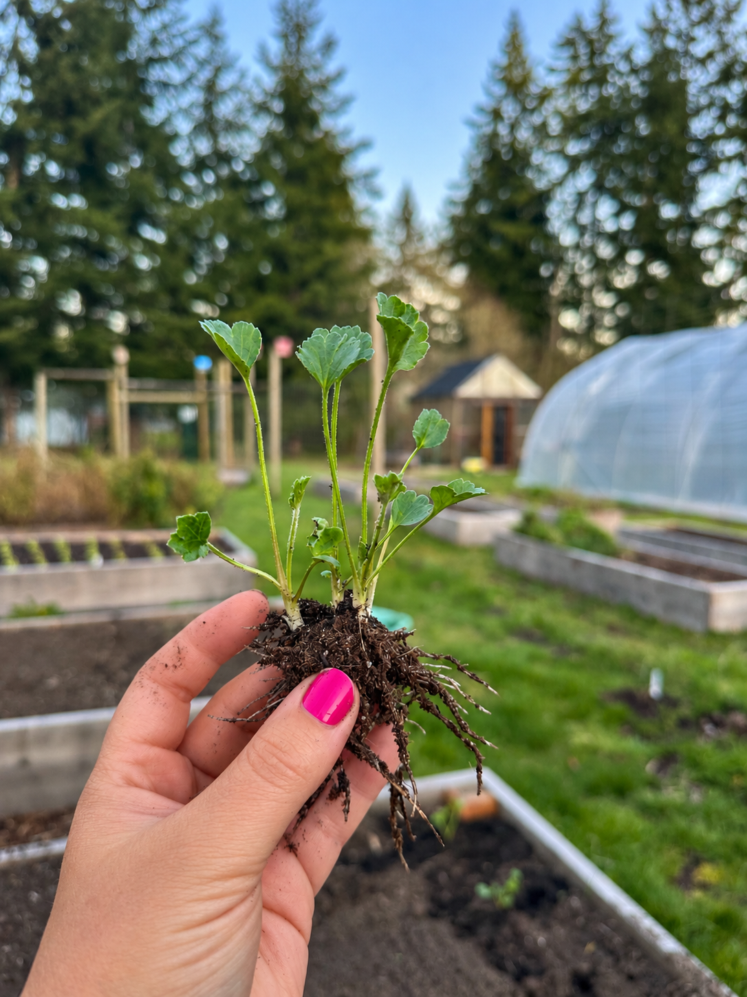 sprouted ranunculus corm.PNG