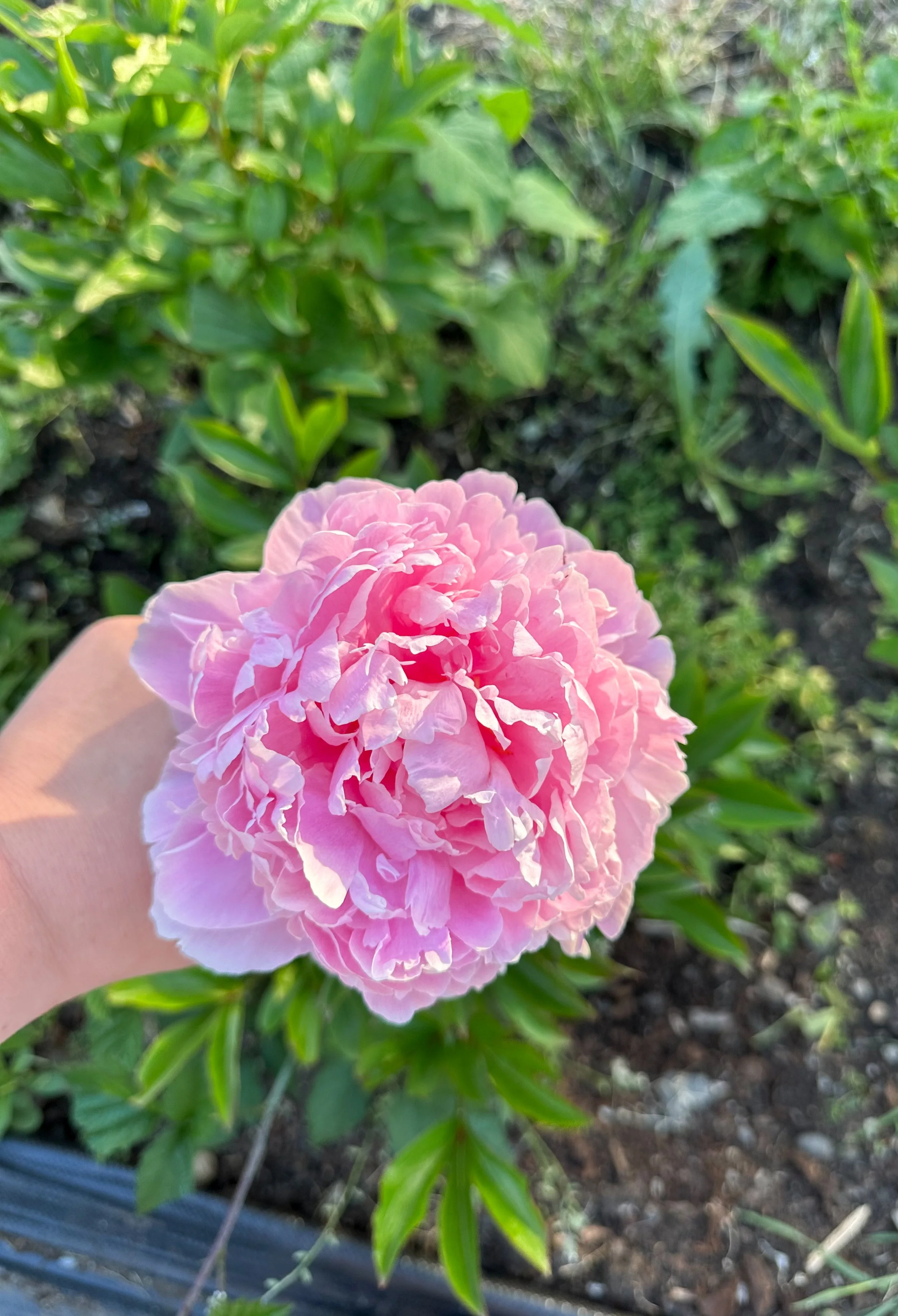 Peony ‘Sarah Bernhardt’ – 1 Bare Root (3–5 Eyes)
