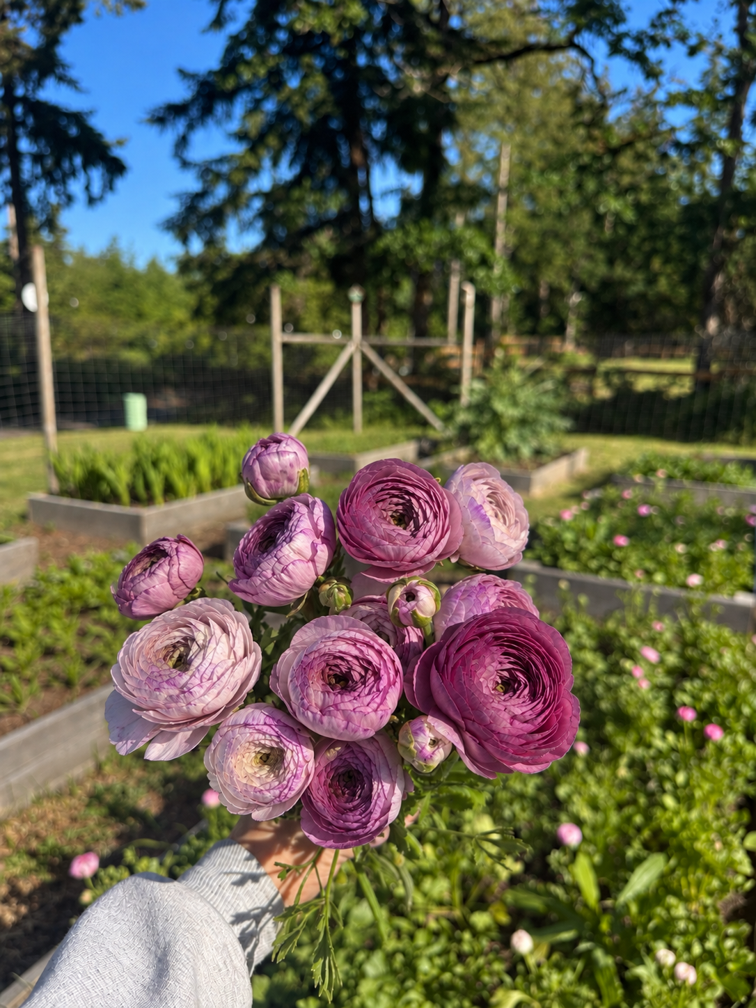 Ranunculus ‘Amandine Purple Jean’ – 20 Corms
