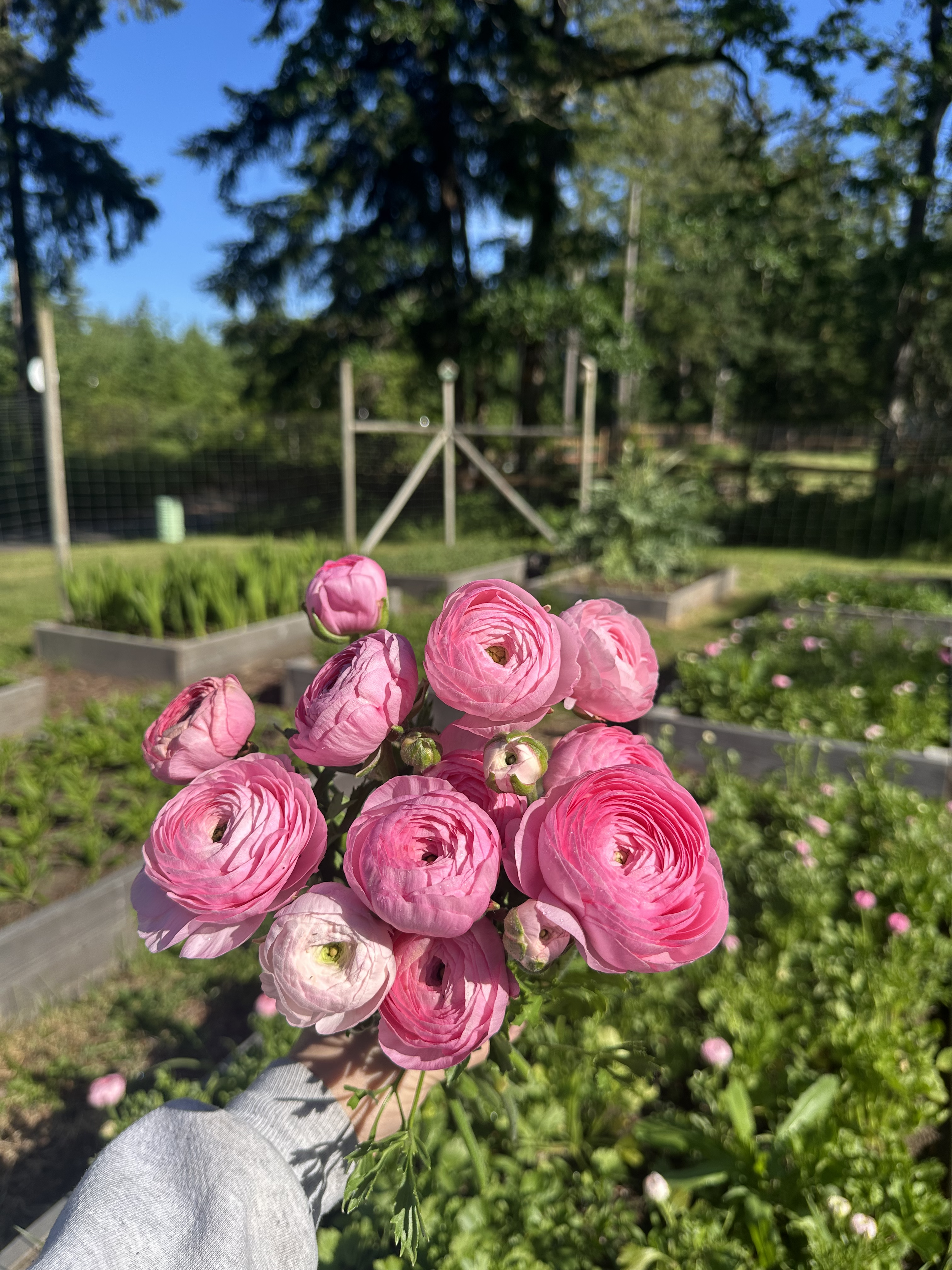 Ranunculus ‘Elegance Pastello’ – 20 Corms