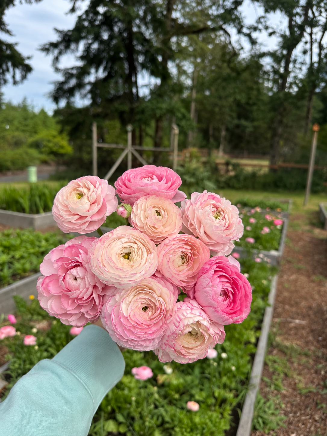Ranunculus ‘Amandine Porcelain’ – 20 Corms
