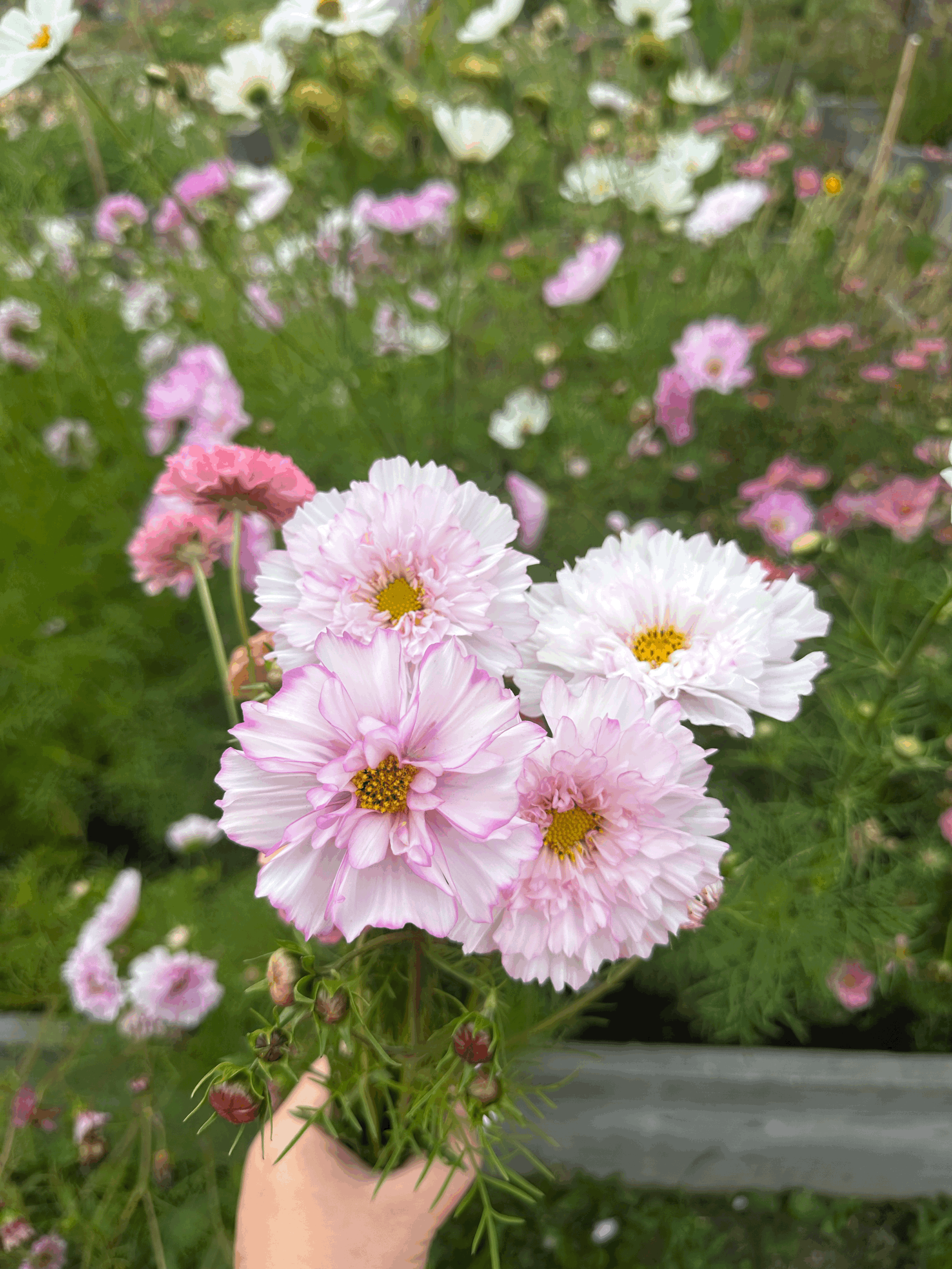 Image of a handful of blush ruffled cosmos flowers in the garden.