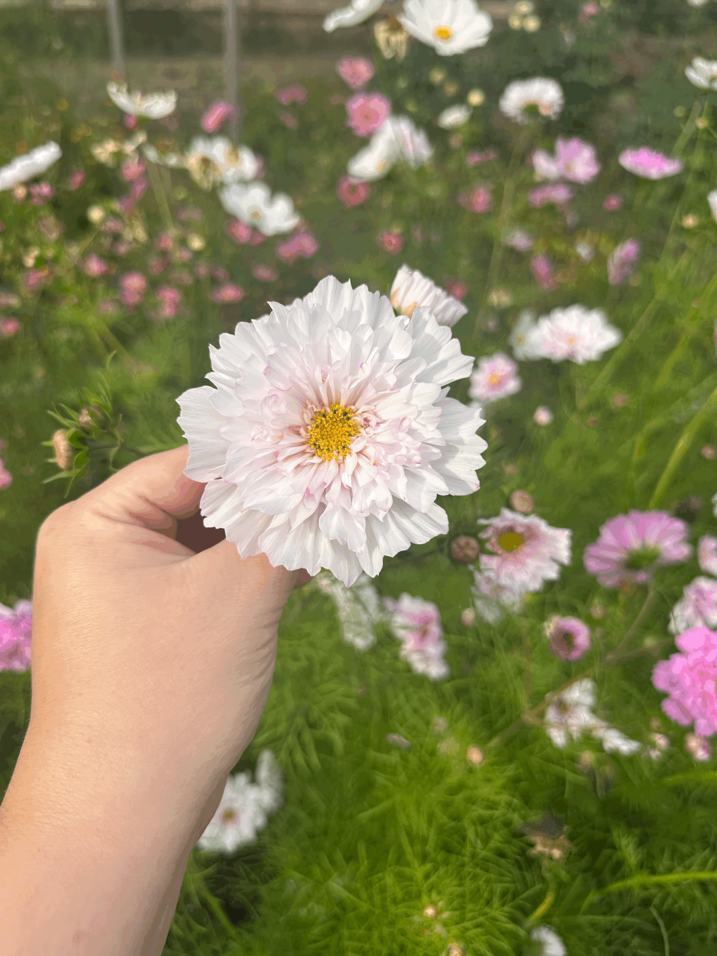 Image of single blush cosmos flower