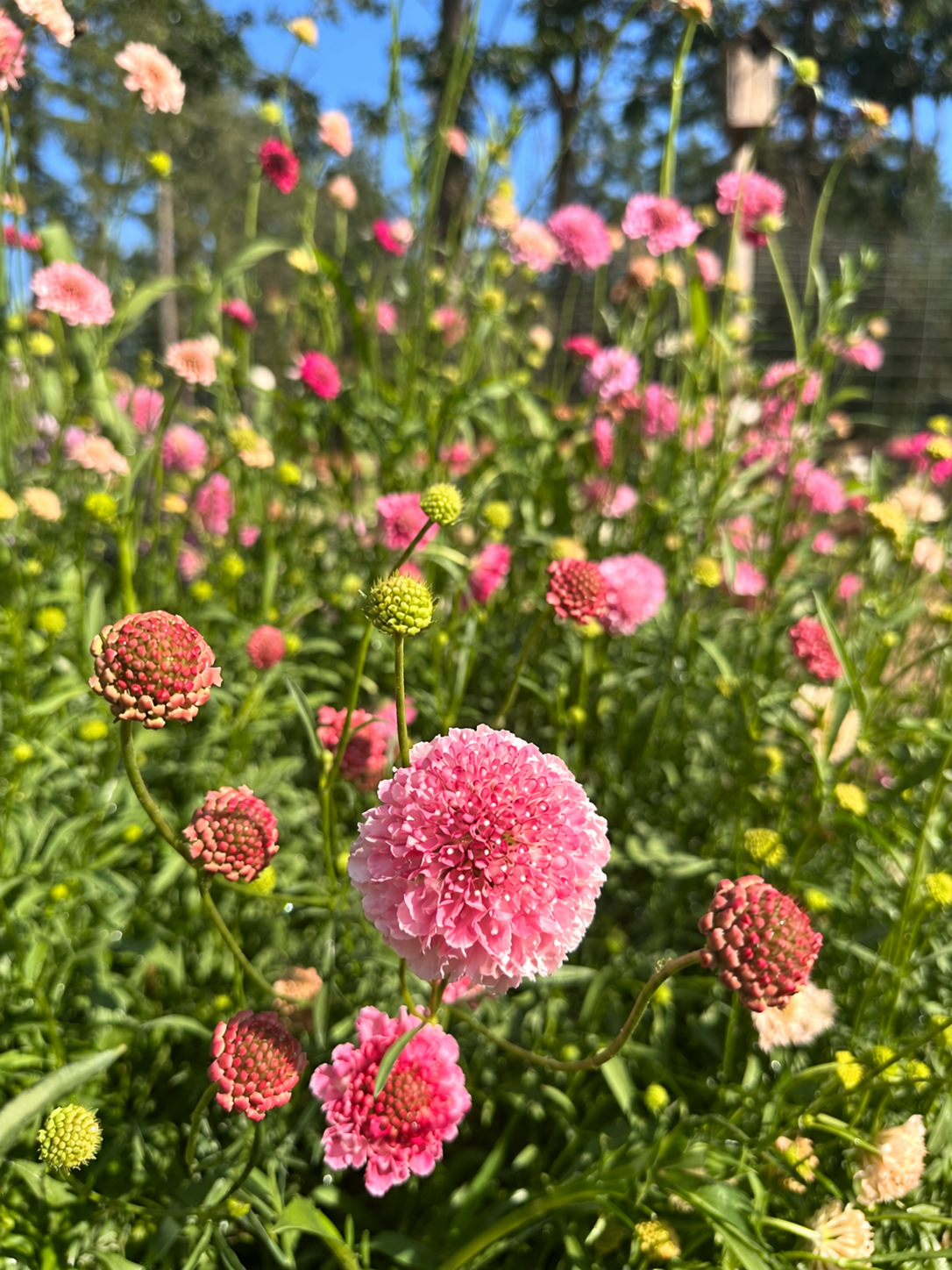 Scabiosa - Salmon Queen