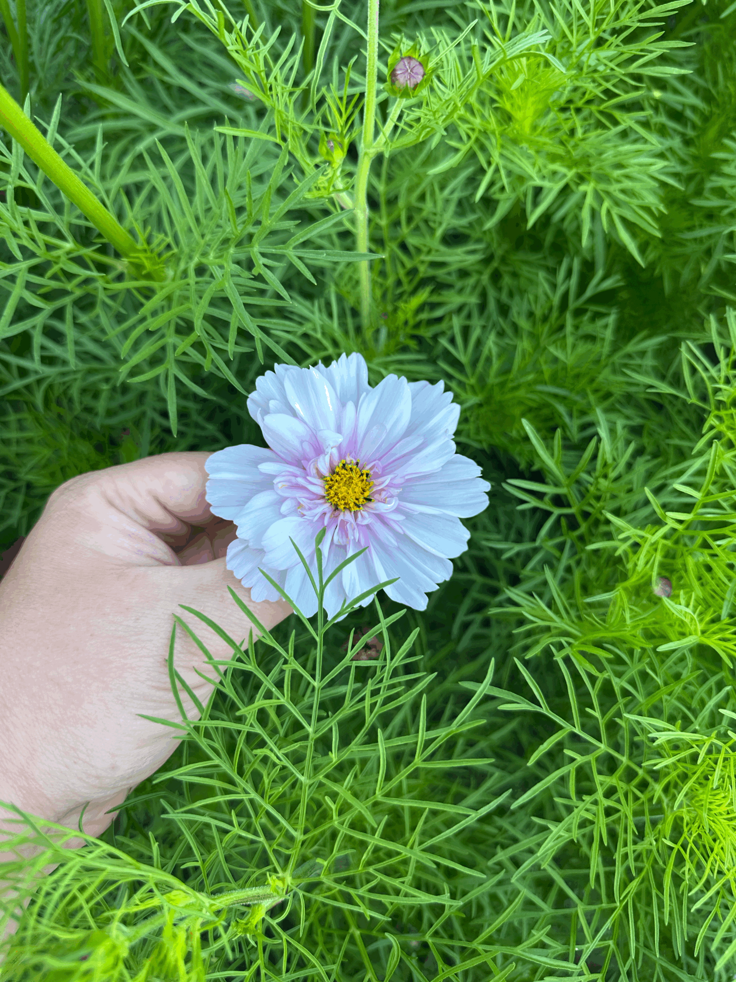 Image of a single blush cosmos flower
