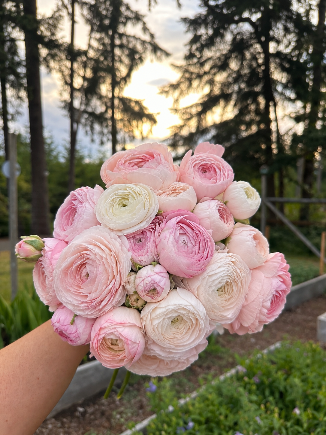 Ranunculus ‘Amandine Chamallow’ – 20 Corms