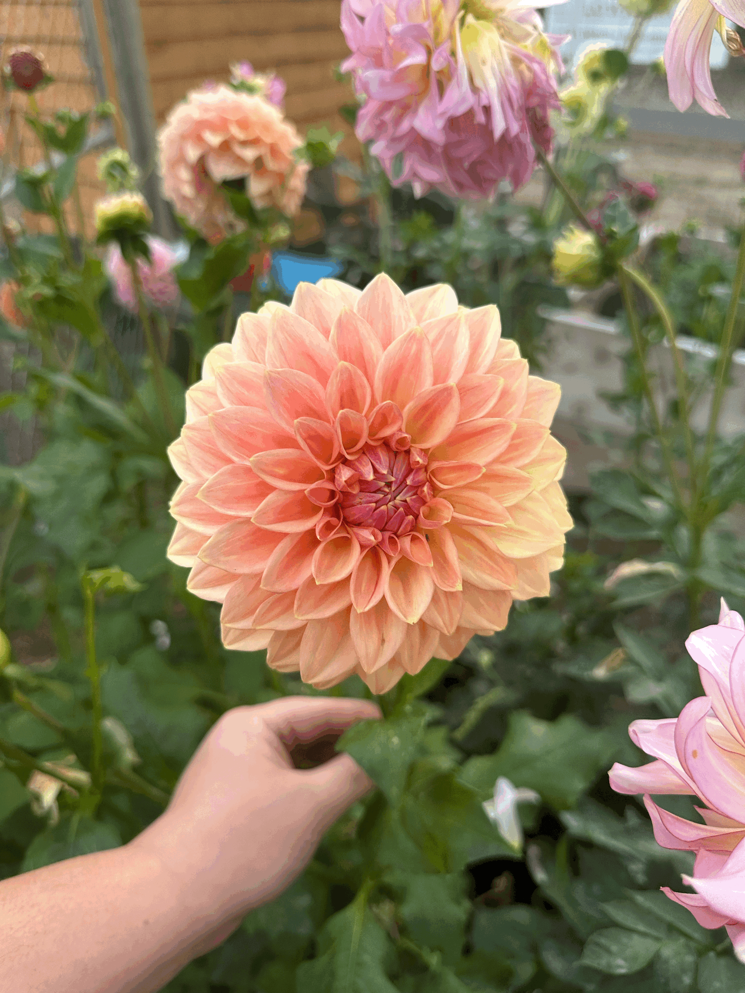 tempImagegN01xq.gif