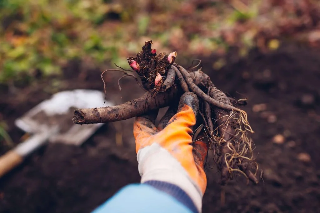 cutting_peony_roots_in_water-1024x683.jpeg