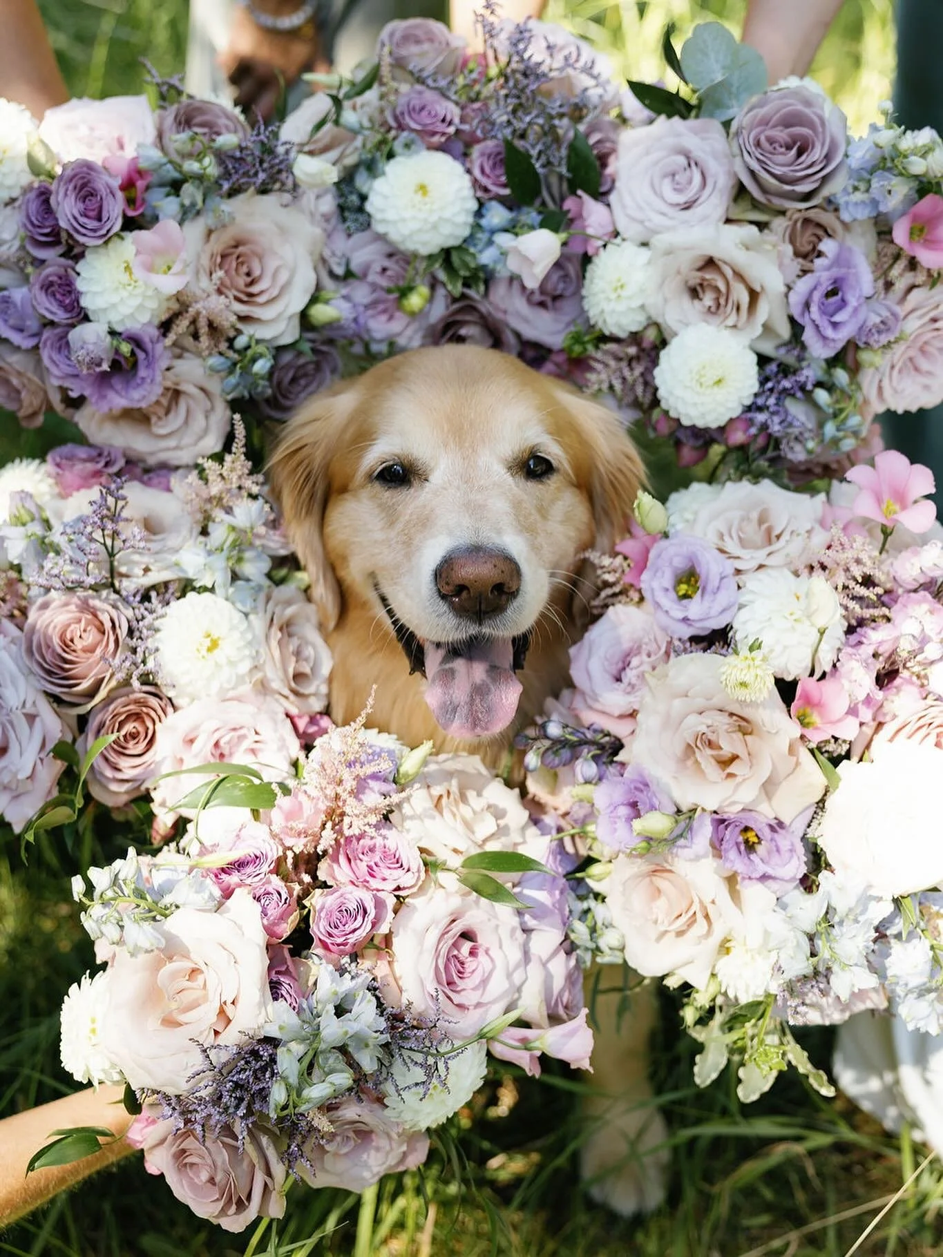 Weddings with your pets, yes please!
Shout out to all the dogs, cats and any pets that have been a part of their parents special days this wedding season!
Halle’s parents vendors:
📸 @theeditedcollective 
💐 @willowflowerco 
🍽️ @mtnorquay