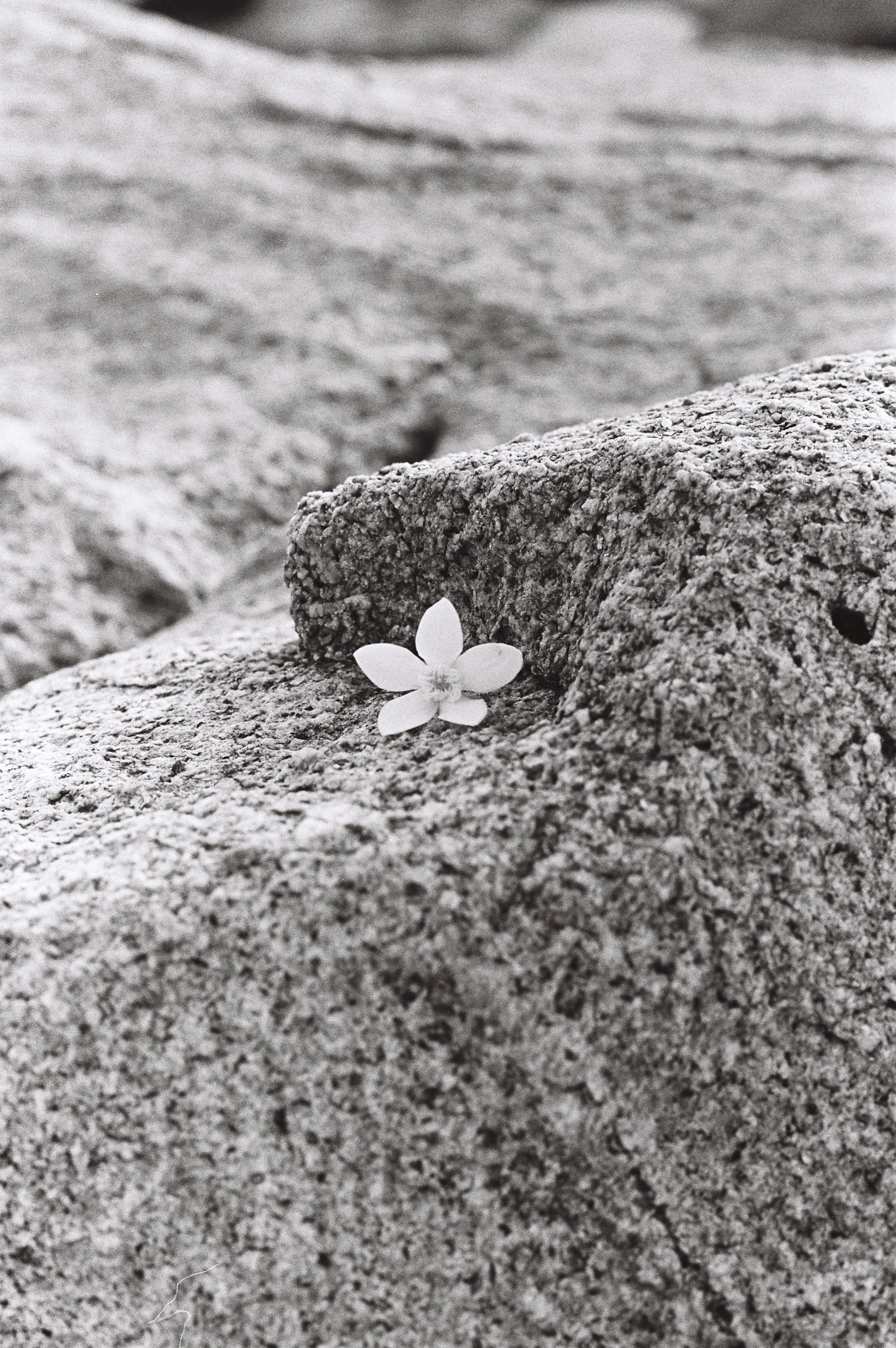 A small white flower with five petals resting on a textured stone surface, with a blurry stone wall in the background.