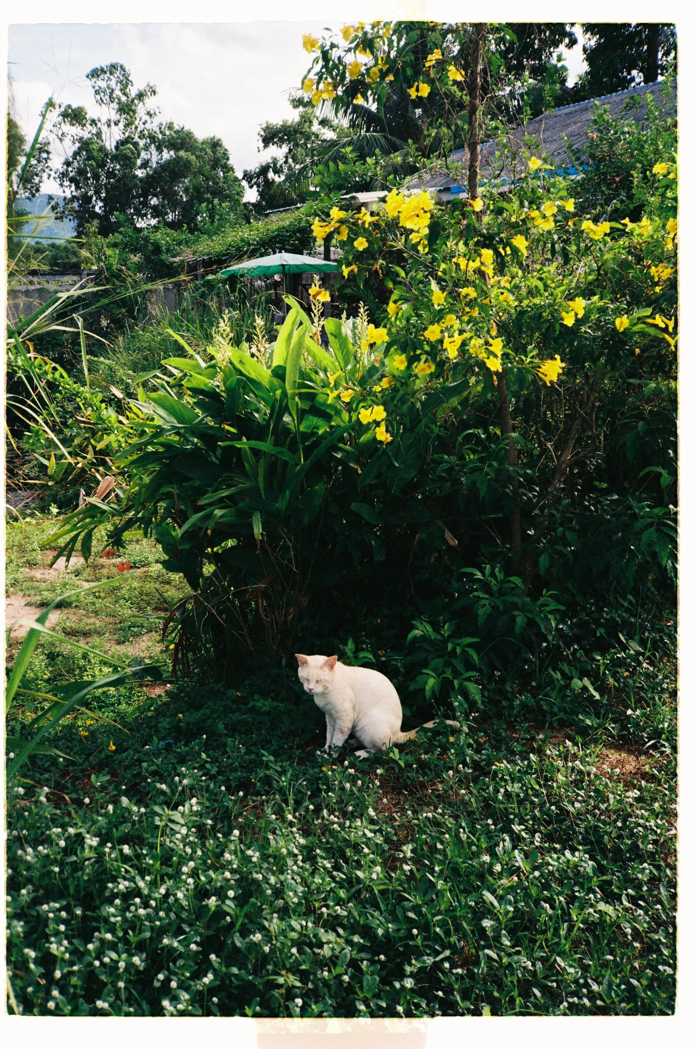White cat sitting on green grass surrounded by dense greenery and flowering bushes in a garden, with trees and a house with a blue roof in the background.