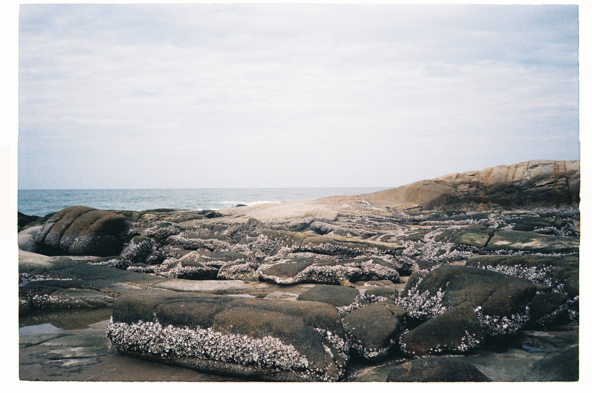 Rocky shoreline with barnacles and seaweed, ocean waves in the background, cloudy sky above.