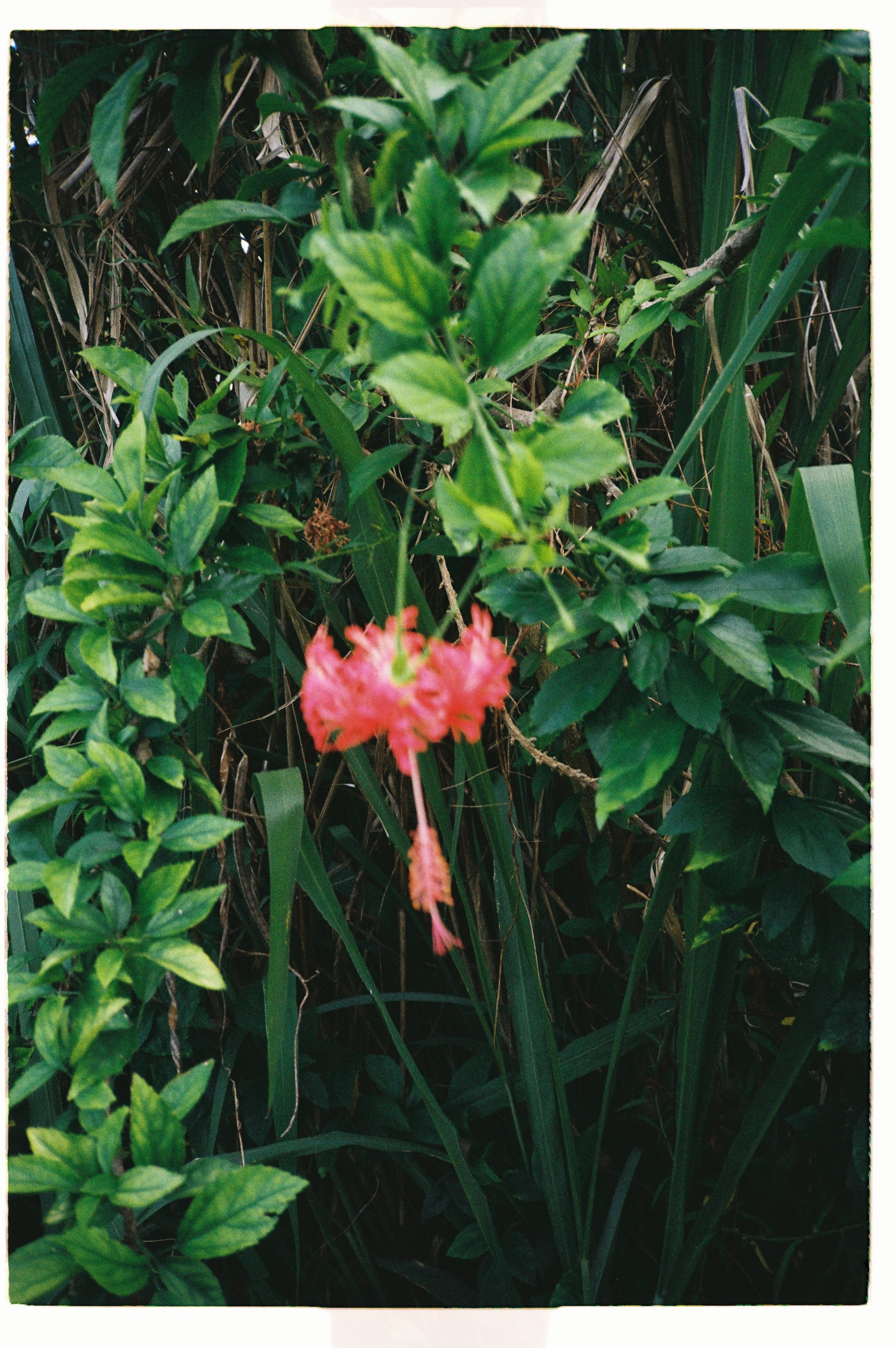 A pink flower with thin, elongated petals surrounded by green foliage and grass.