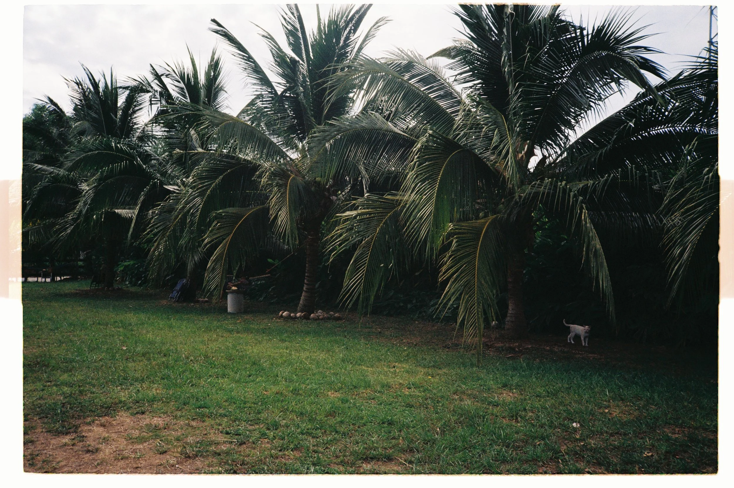 A cluster of palm trees with long, arching fronds on a grassy area, with a small dog walking beneath the trees and a cloudy sky overhead.