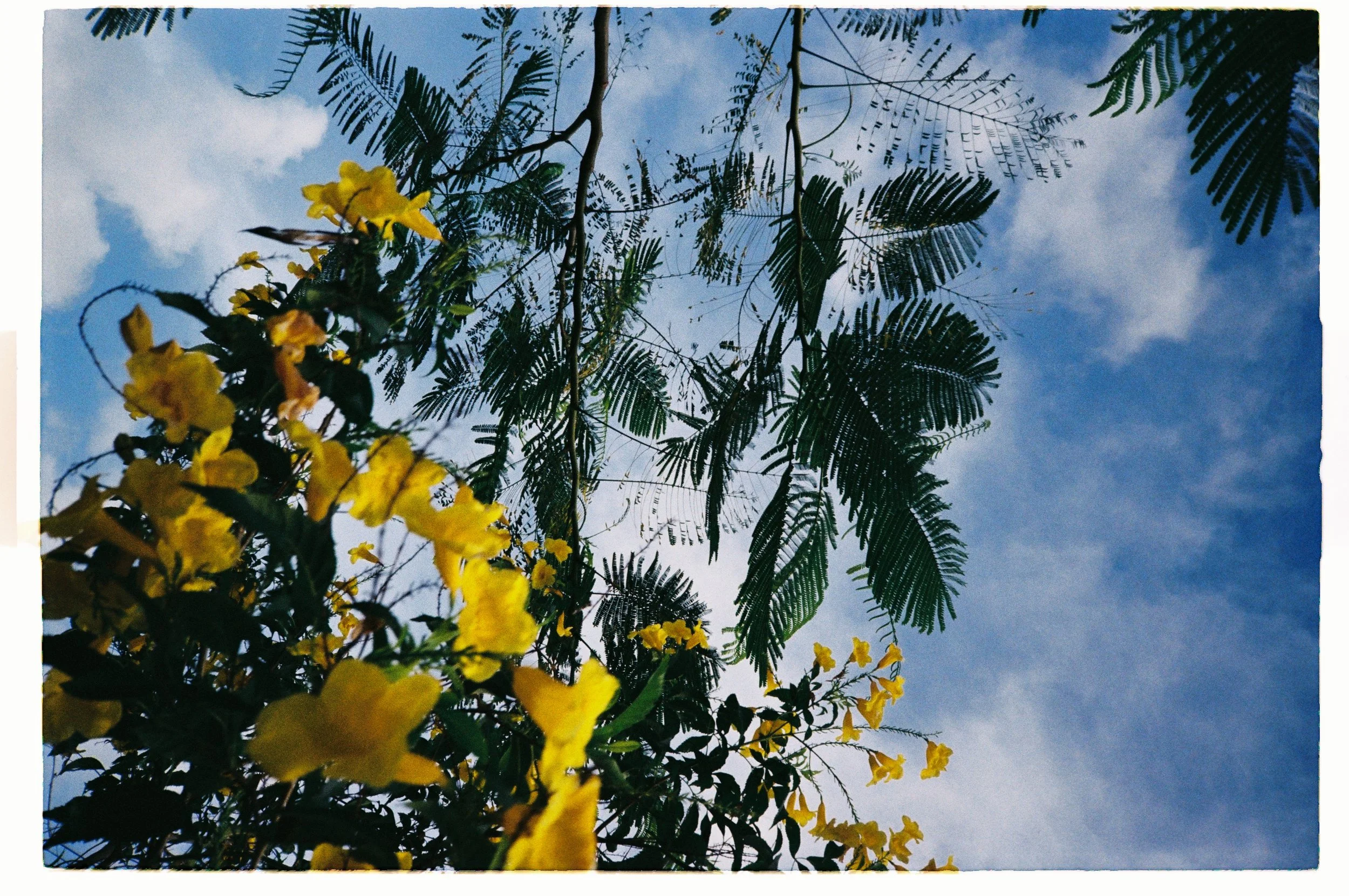 Low-angle view of leaves and yellow flowers against a partly cloudy blue sky.