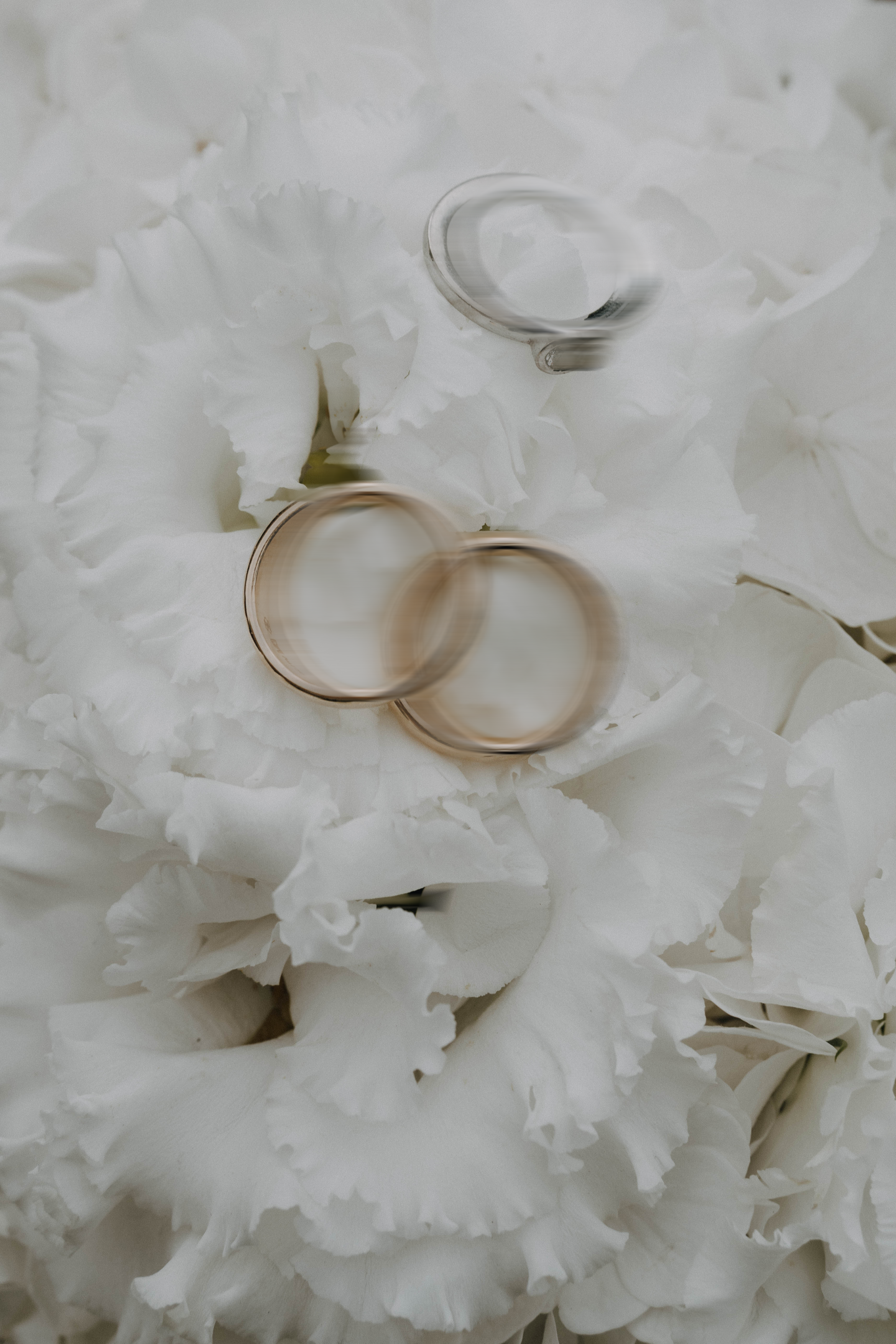 Three wedding rings placed on a bed of white flowers, possibly carnations or roses, creating a soft and elegant background.