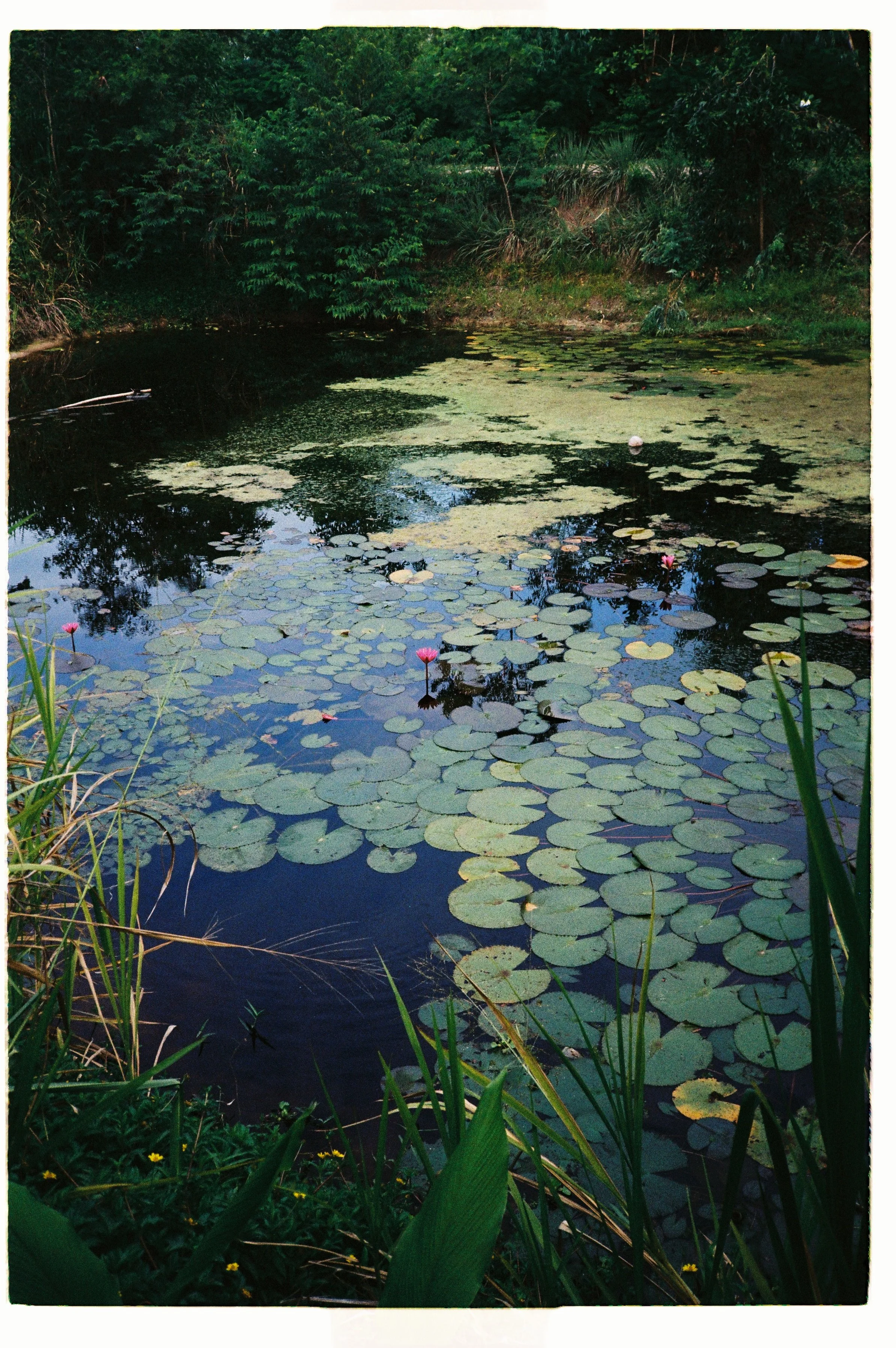 A pond with lily pads and pink water lilies, surrounded by green foliage and tall grasses.