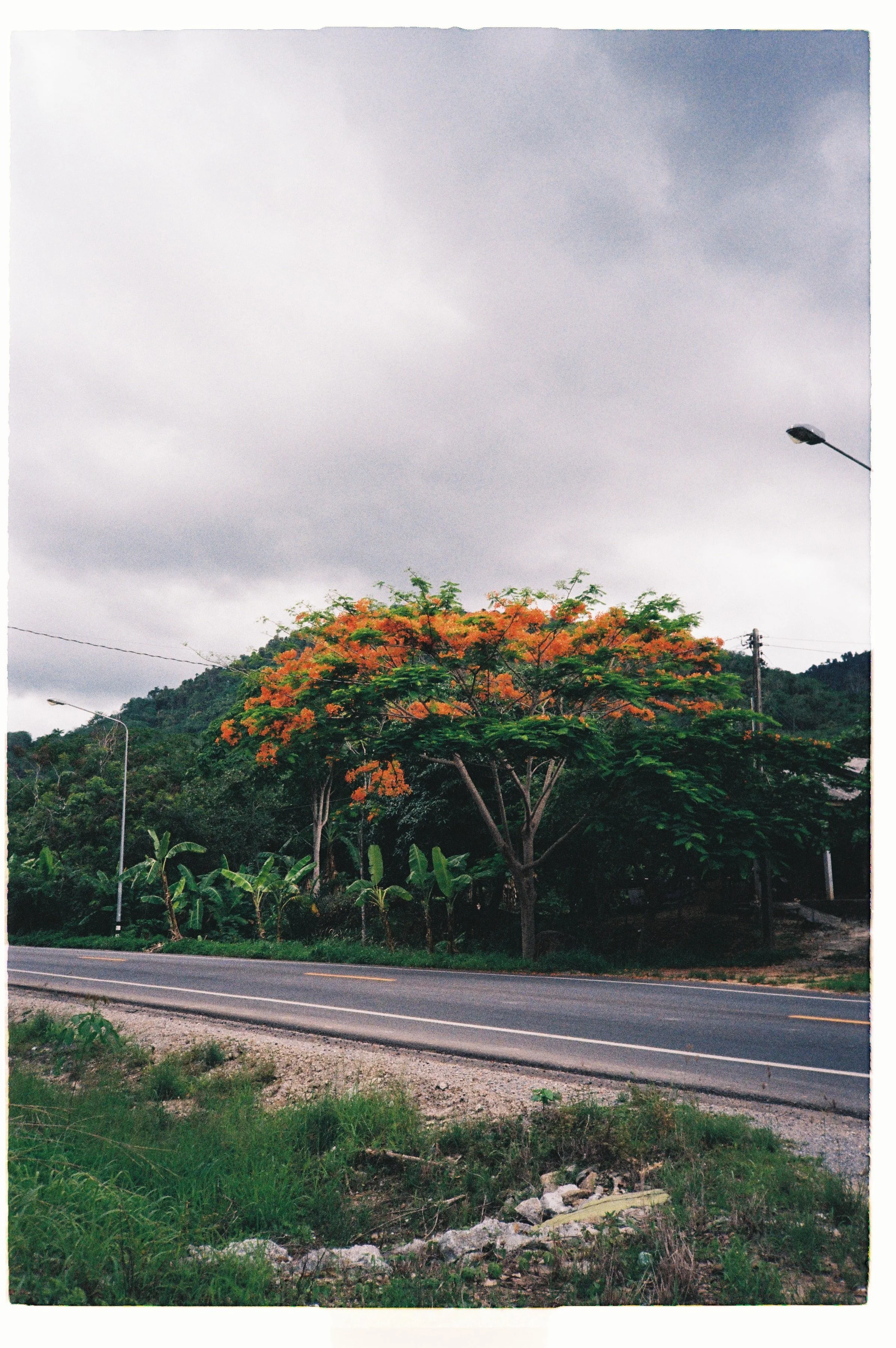 Overcast sky with dark clouds, roadside with lush green trees including a flowering tree with orange blossoms, street lamps, and a paved road with a double yellow line.