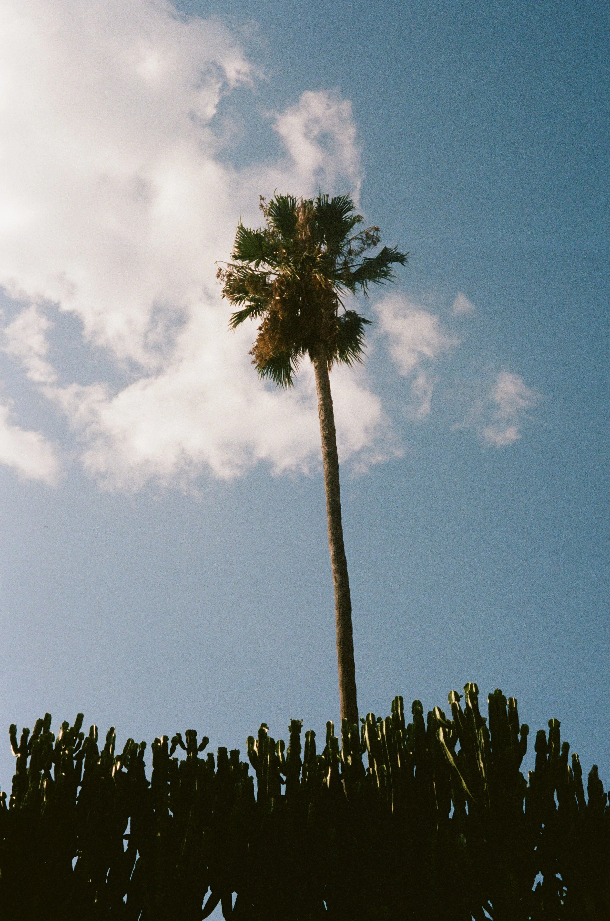 A tall palm tree against a sky with clouds, seen from below, with dark tree or shrub silhouette at the bottom.