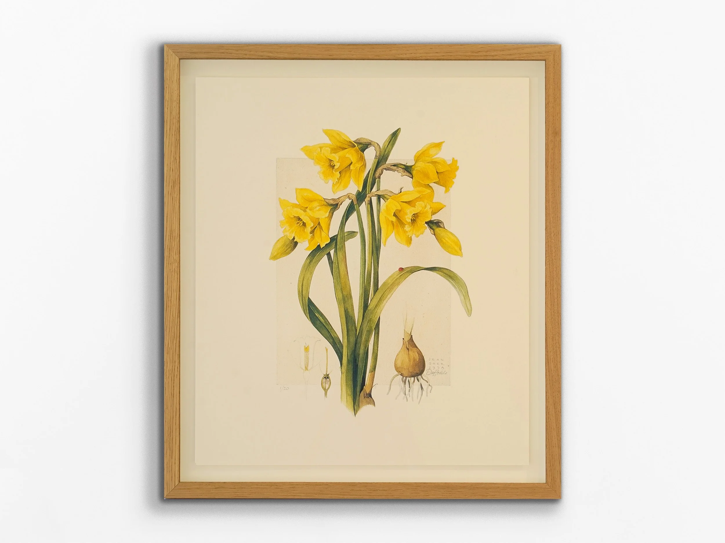 Daffodils, 2026