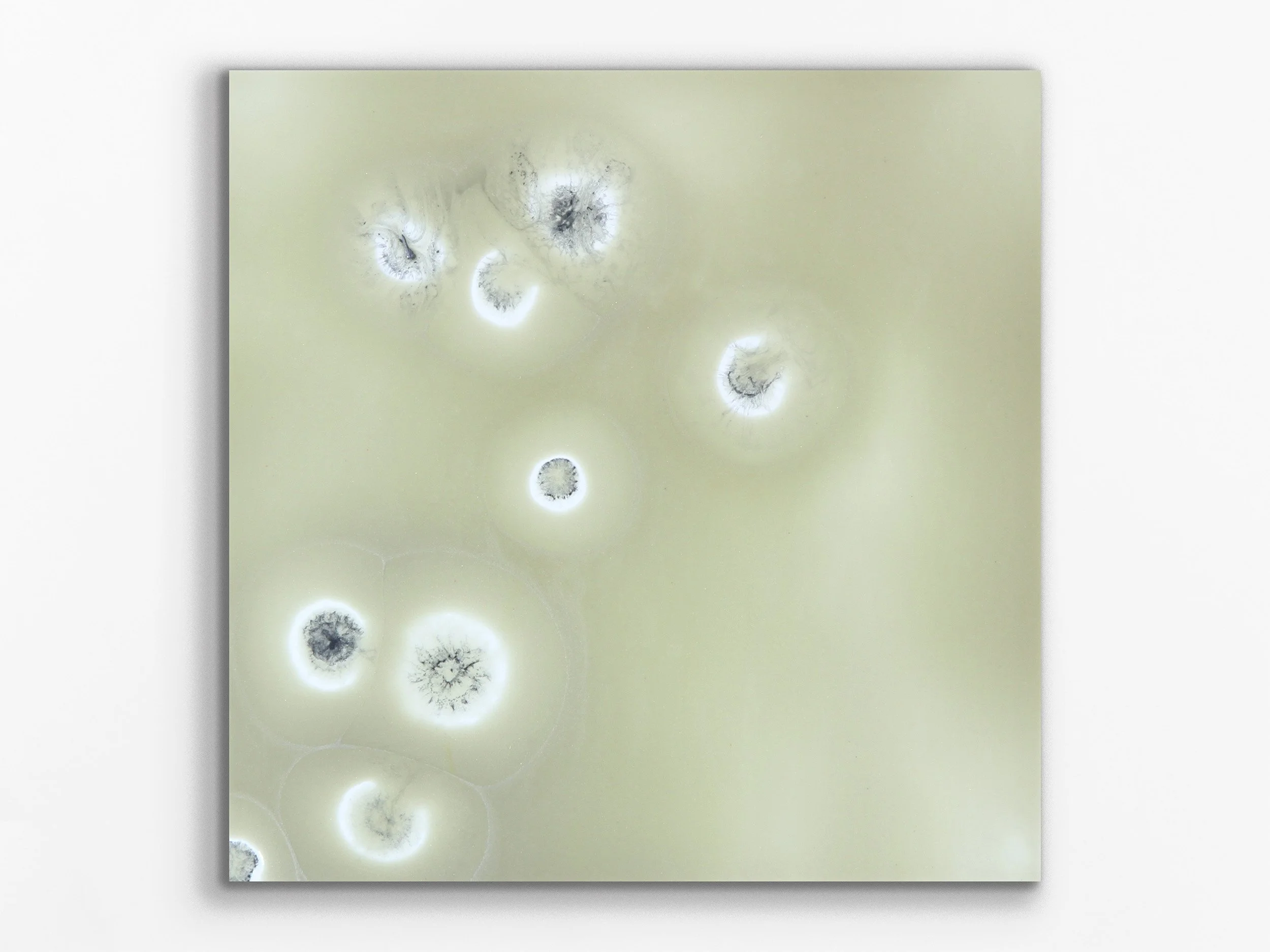 Xylem series: Hoechst6, 2014