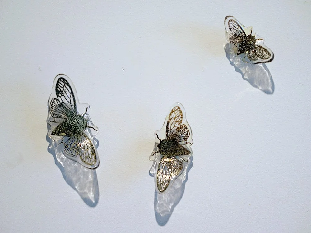 Mountain squeaker, cicadas, 2025