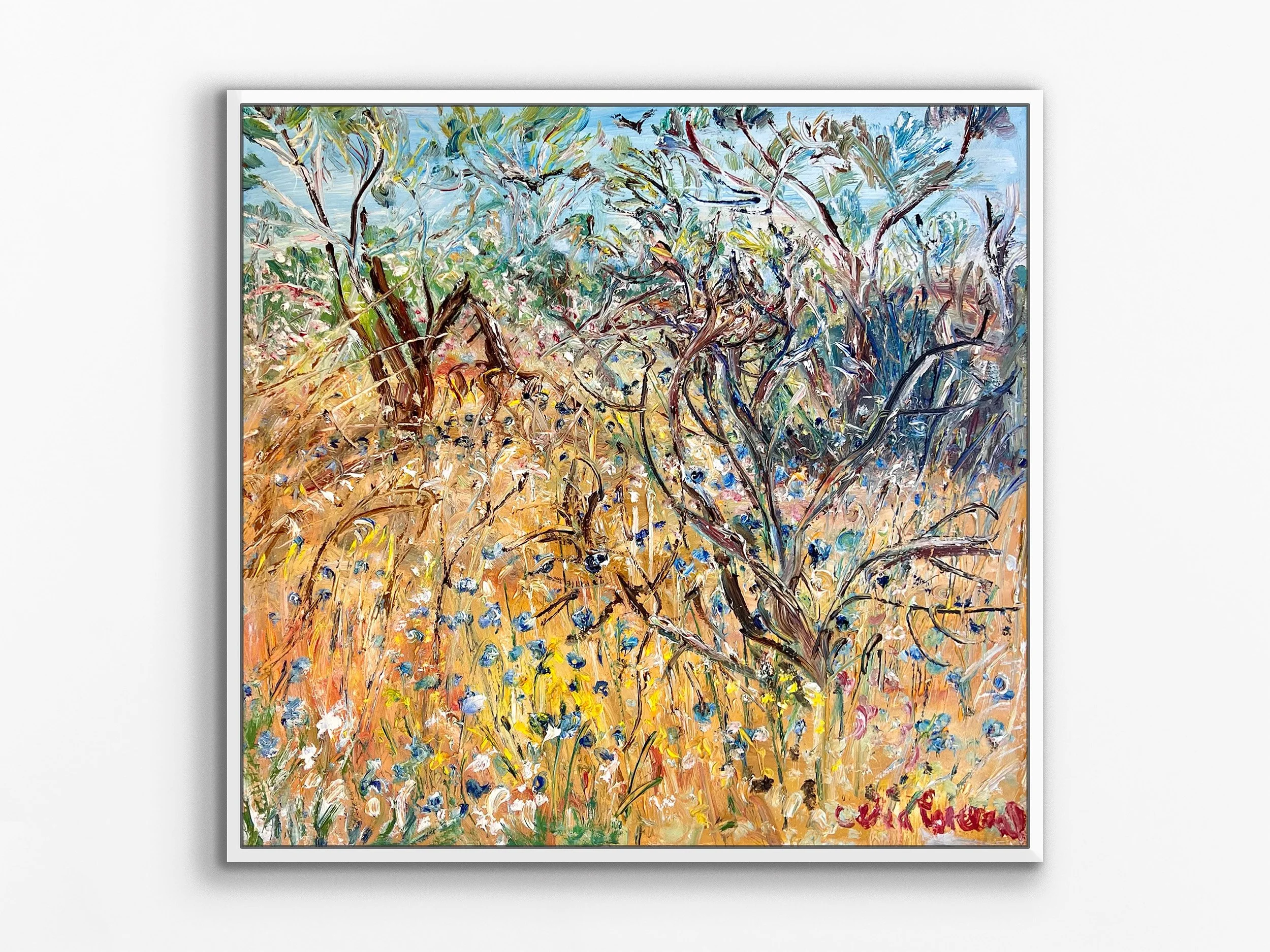 Blue Everlastings near Yalgoo, WA, 2024