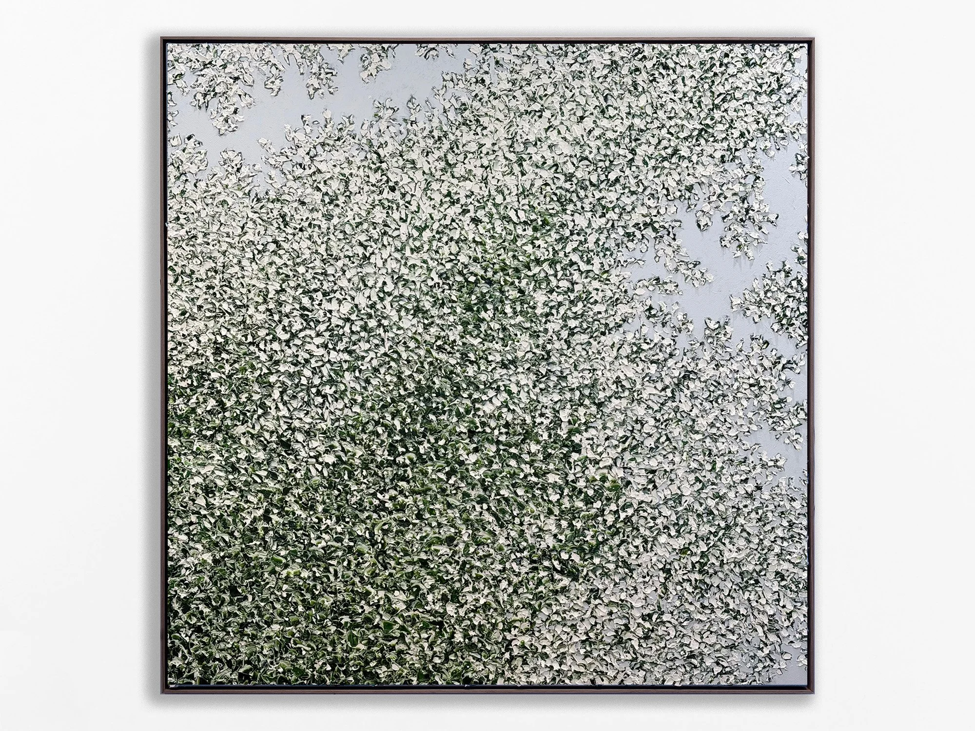 Star Jasmine, 2024