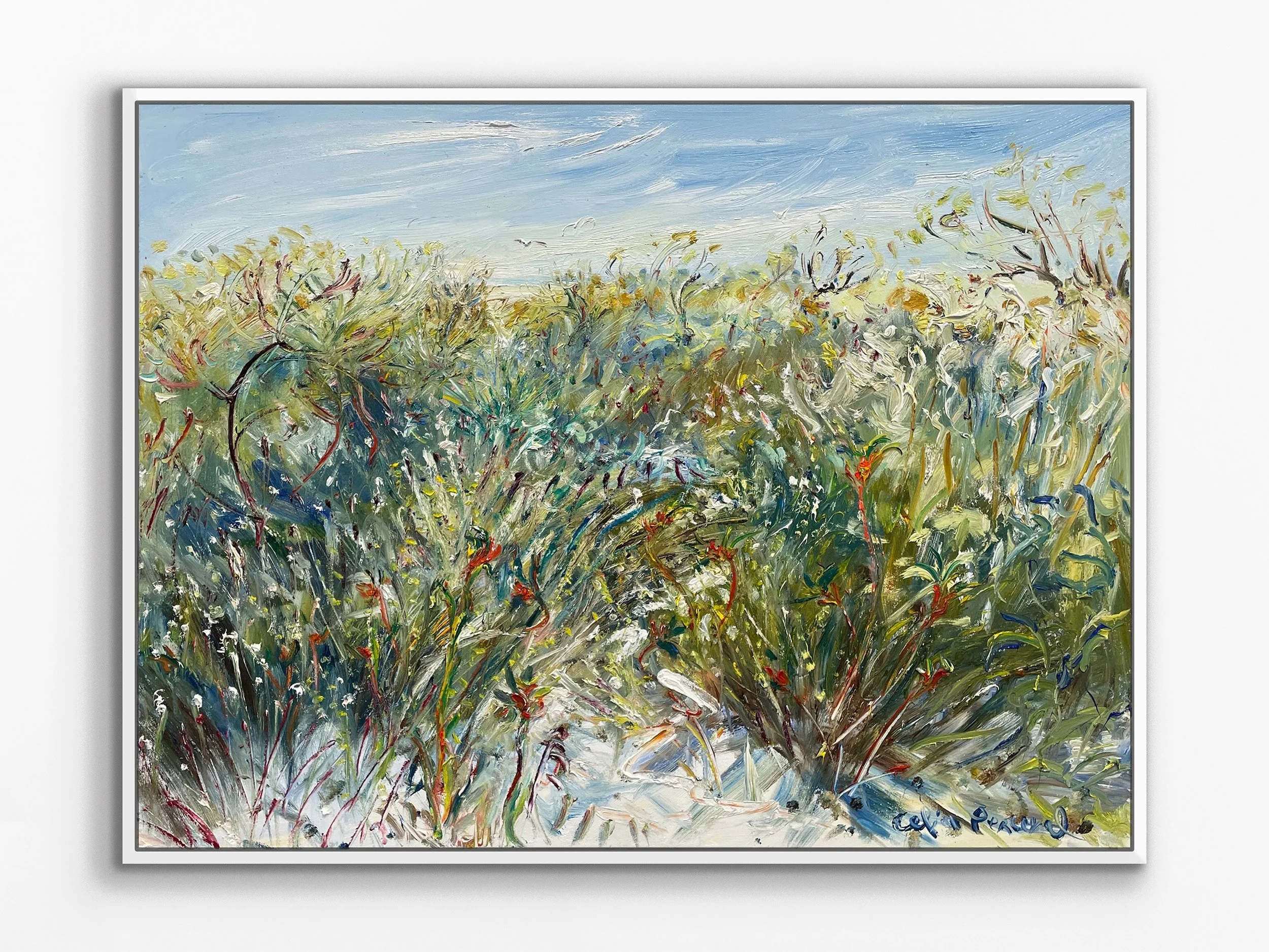 Kangaroo Paws in the Coastal Heath, near Hangover Bay, WA, 2024