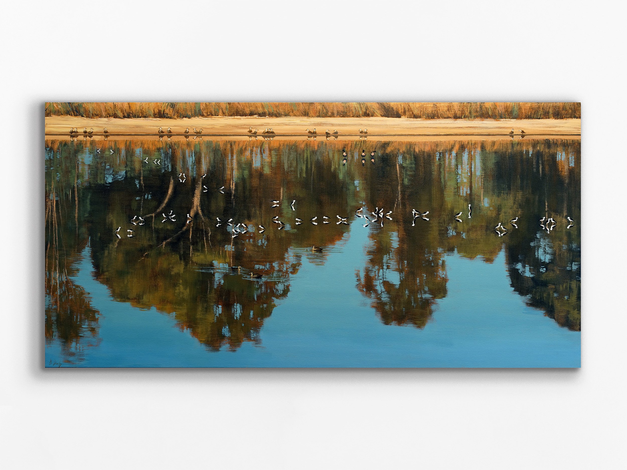Black Winged Stilts on Jualbup Lake, 2024