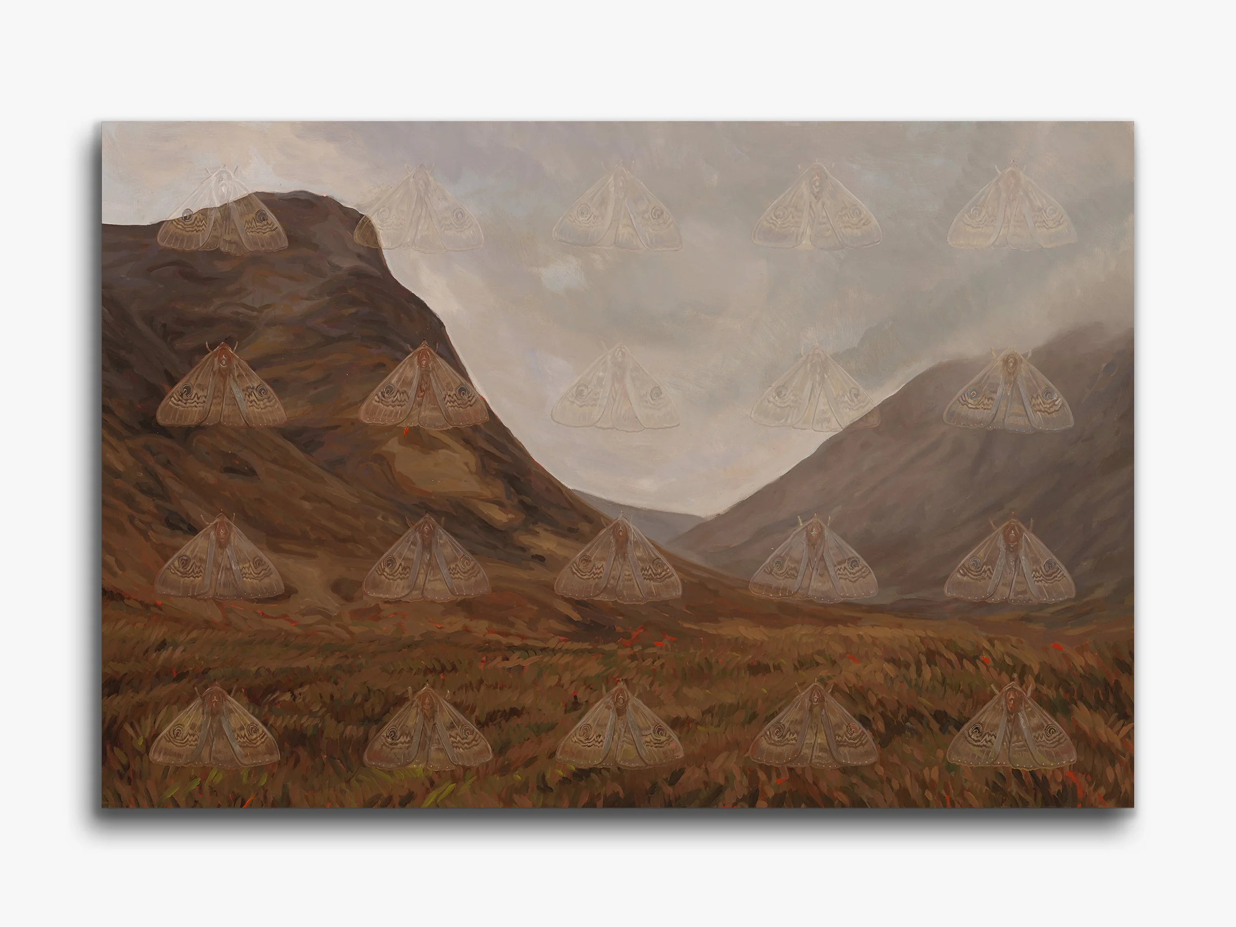 Ash Moths, Glencoe, 2026