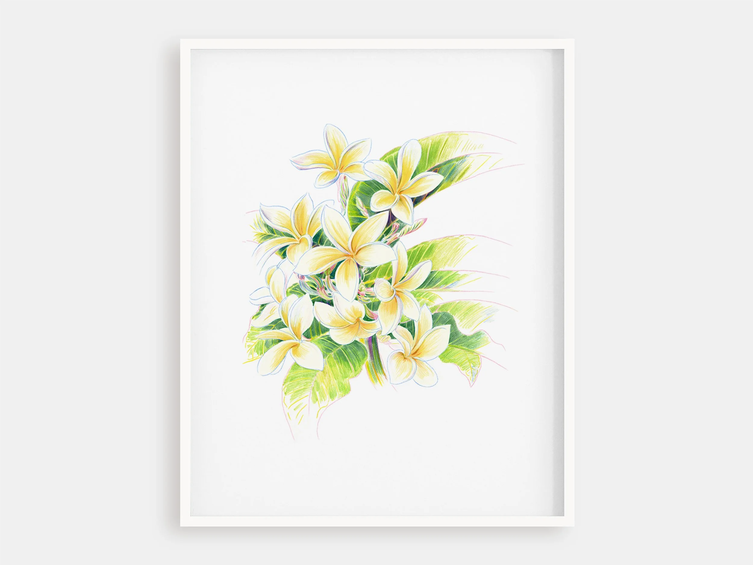 Frangipani Drawing, 1981