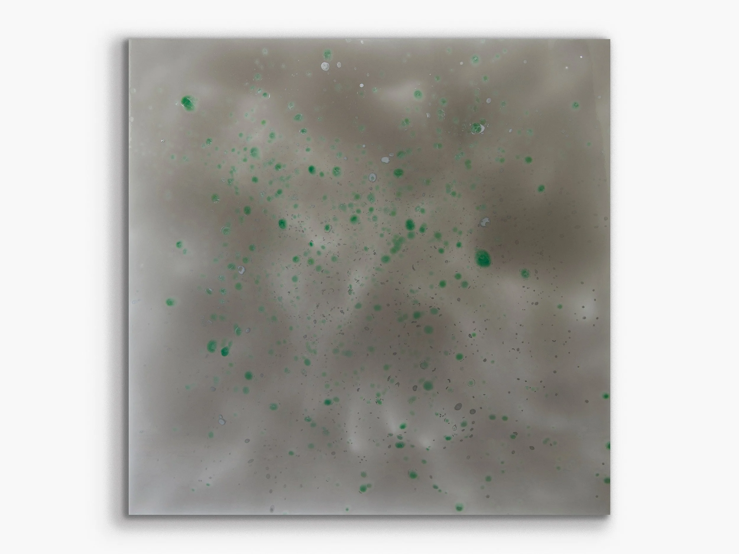 Xylem series: Haplostele50, 2020