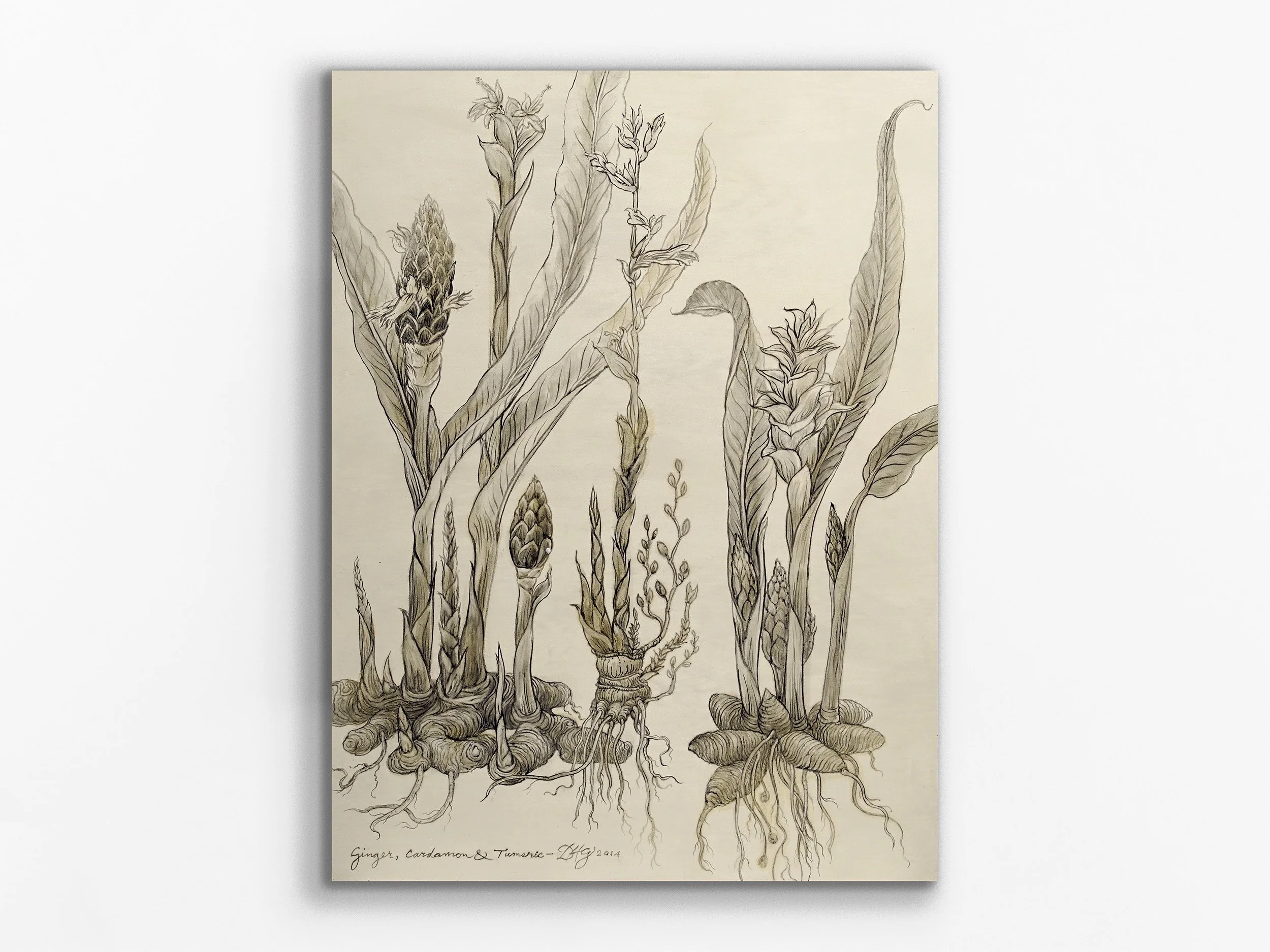 Ginger, Cardamon & Tumeric, 2014