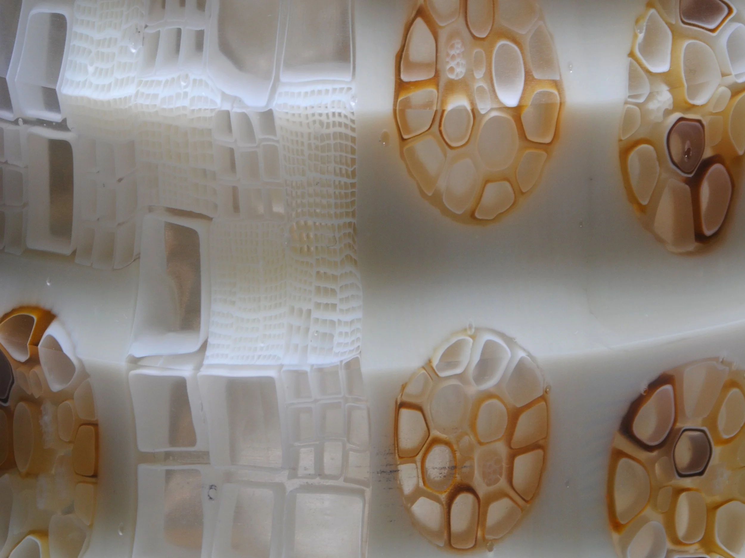 30064_Bloom 2025 _1 (2)_Giles Bettison_.jpg