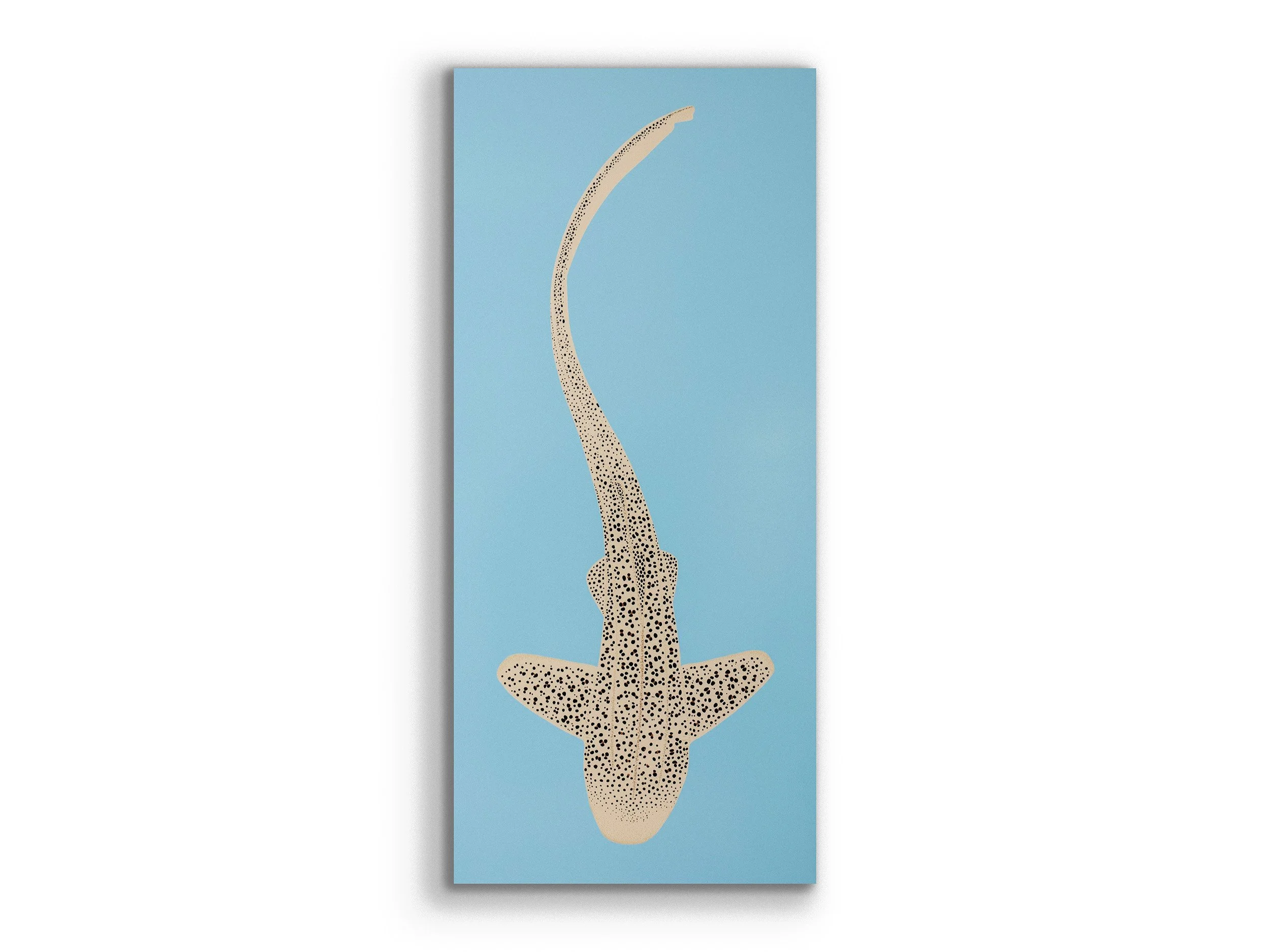 From above, Stegostoma Tigrinum, 2026