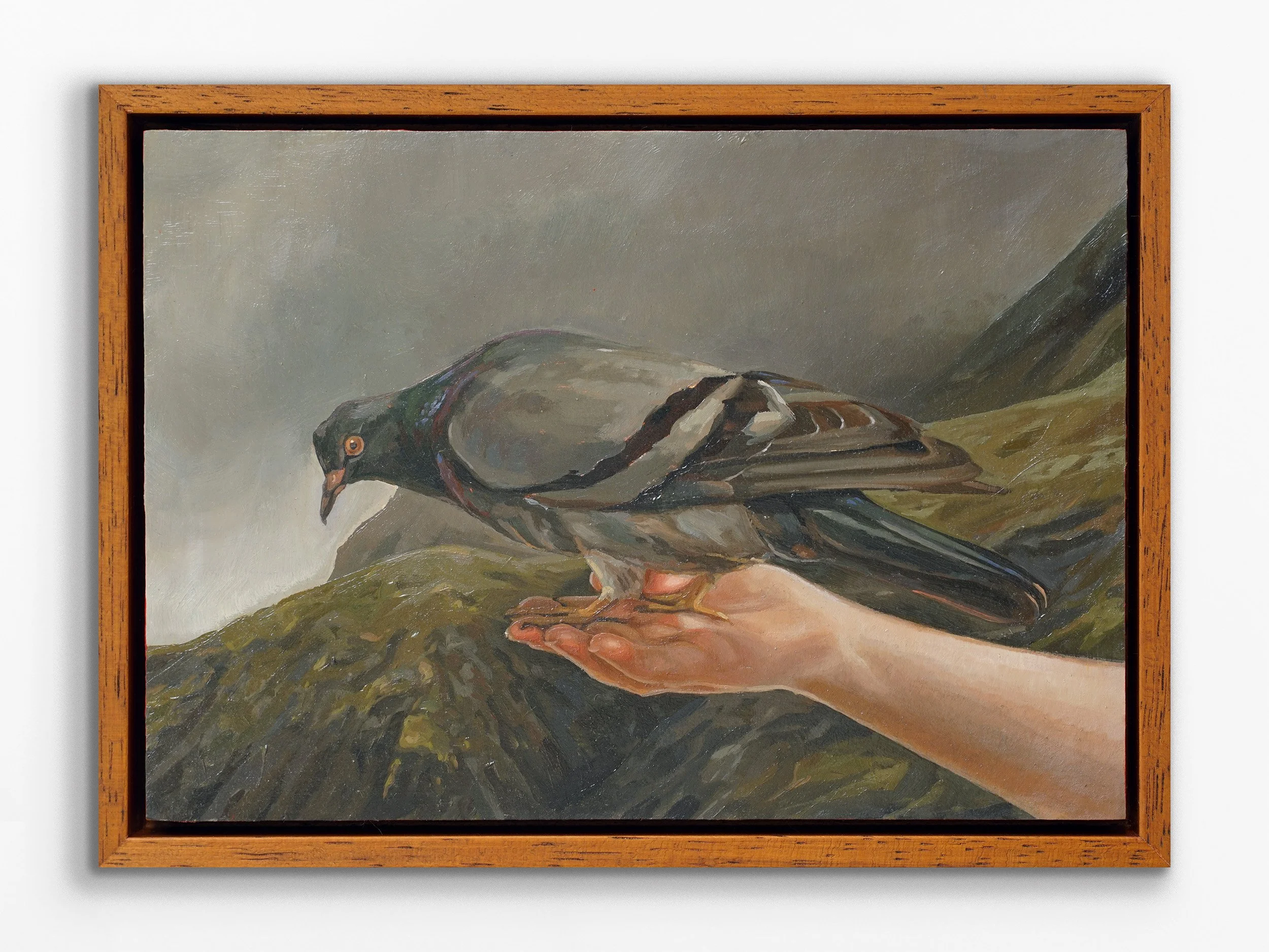 Pigeon, 2025