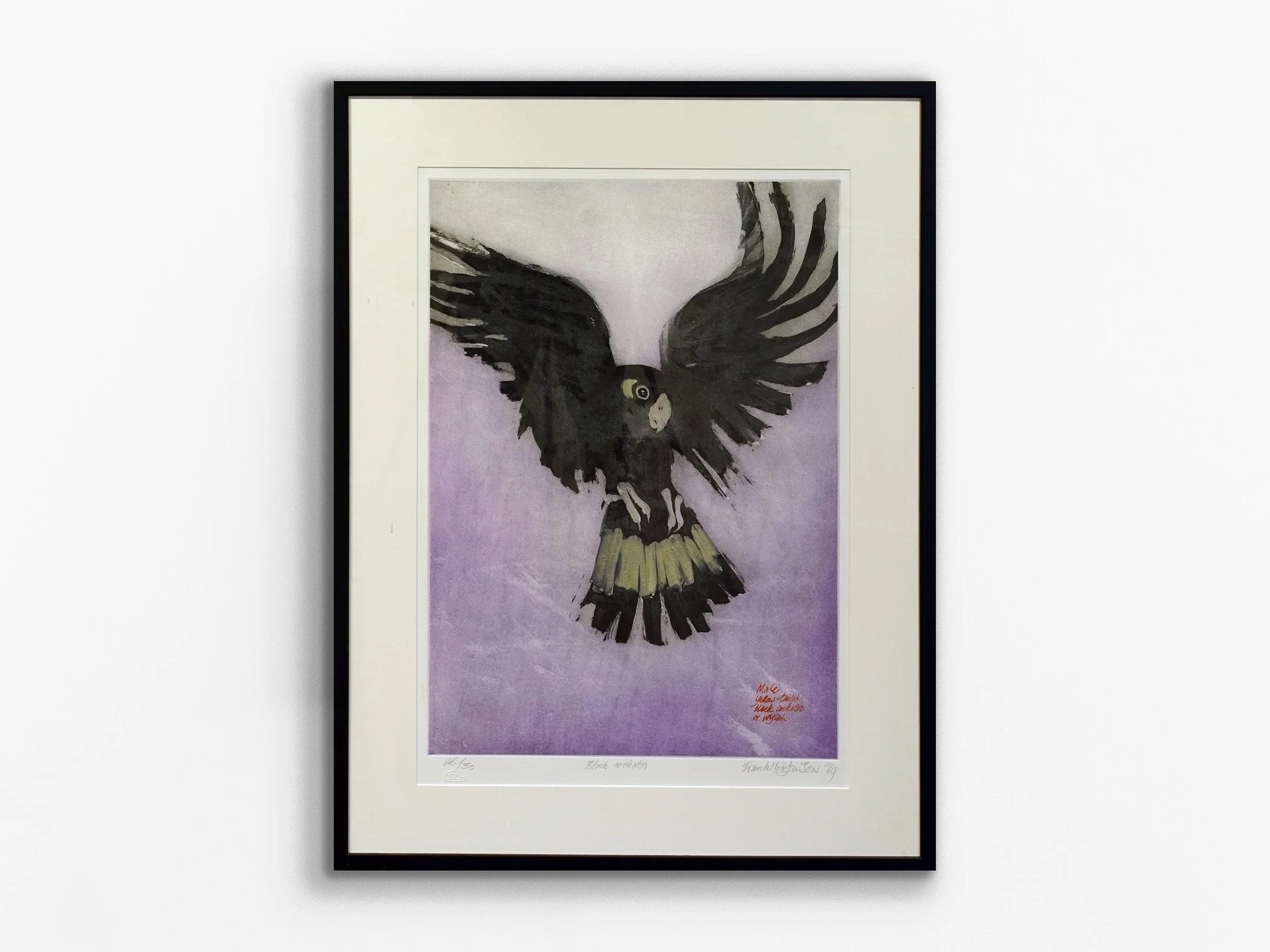 Male Yellow-Tailed Black Cockatoo or Wylah, 1989