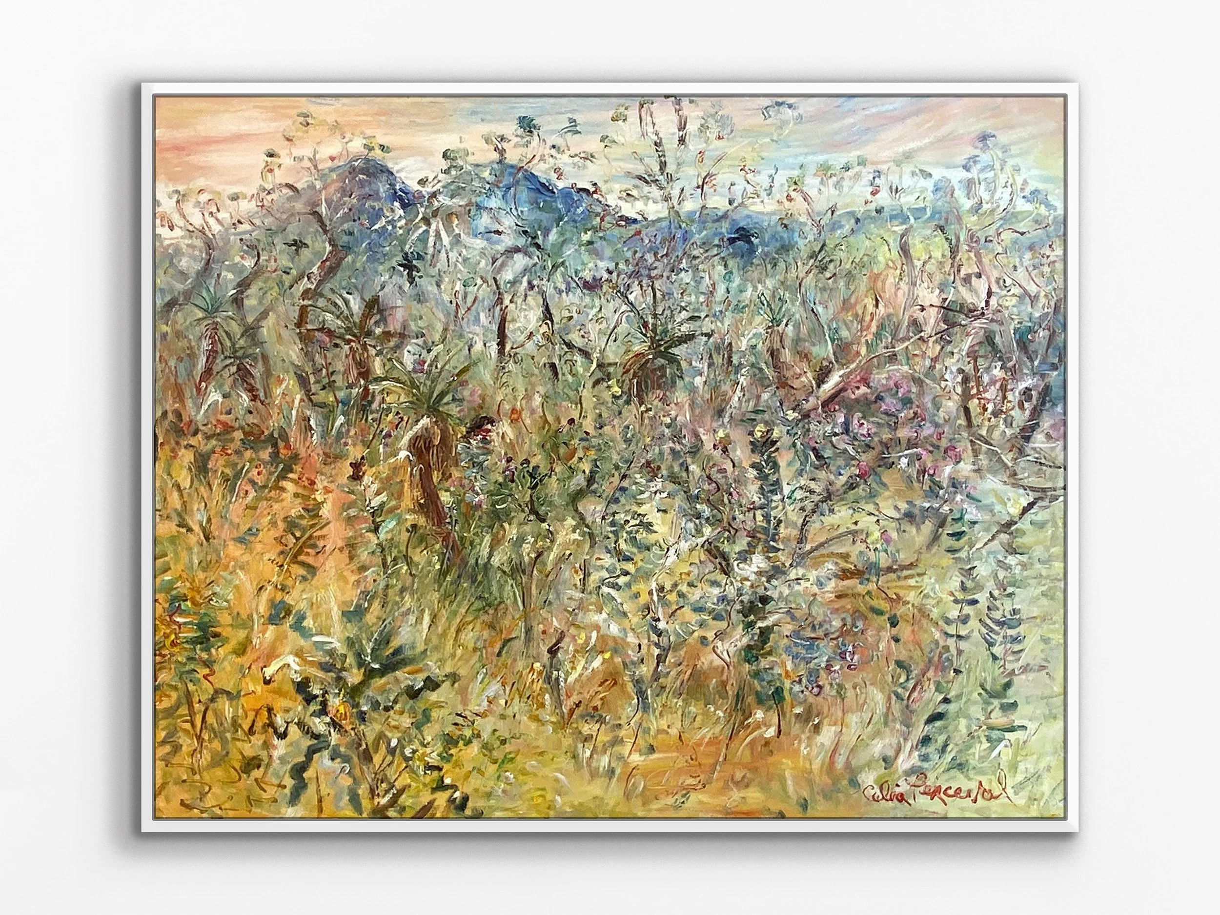 Black Cockatoos in the Flowering Scrub, Stirling Ranges, WA, 2024