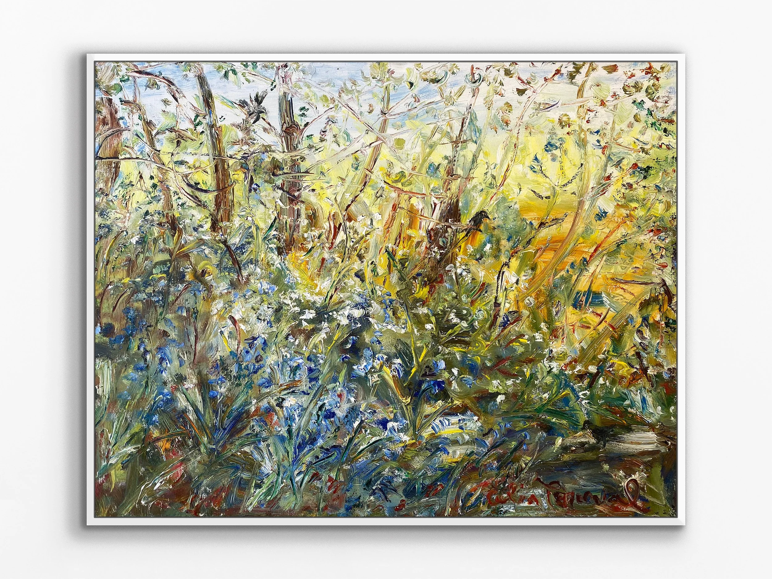 Blackbirds in the Blue Bells, Wales, 2024