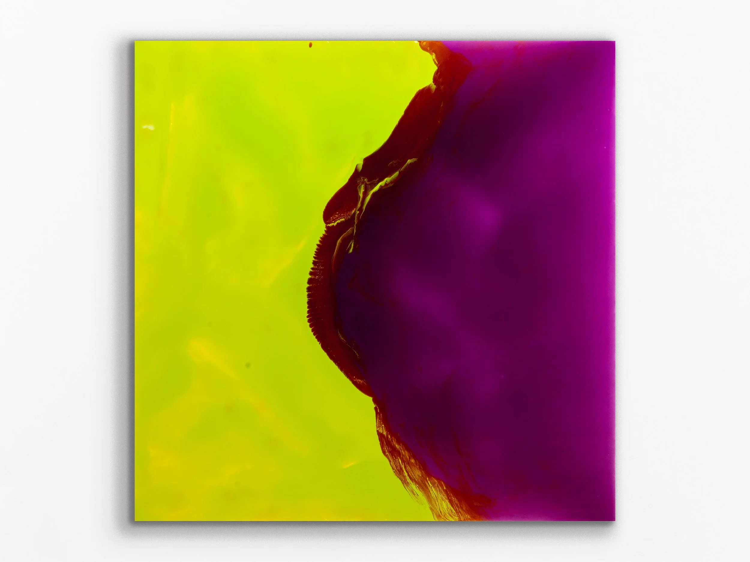 xylem series: avium38, 2025