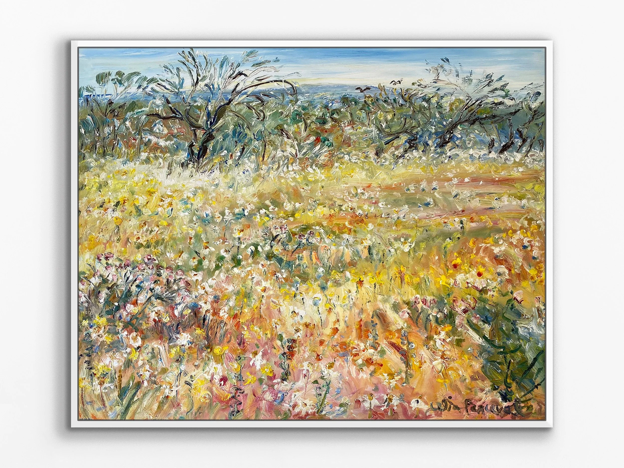 Everlasting Wildflowers near Yalgoo, WA, 2024