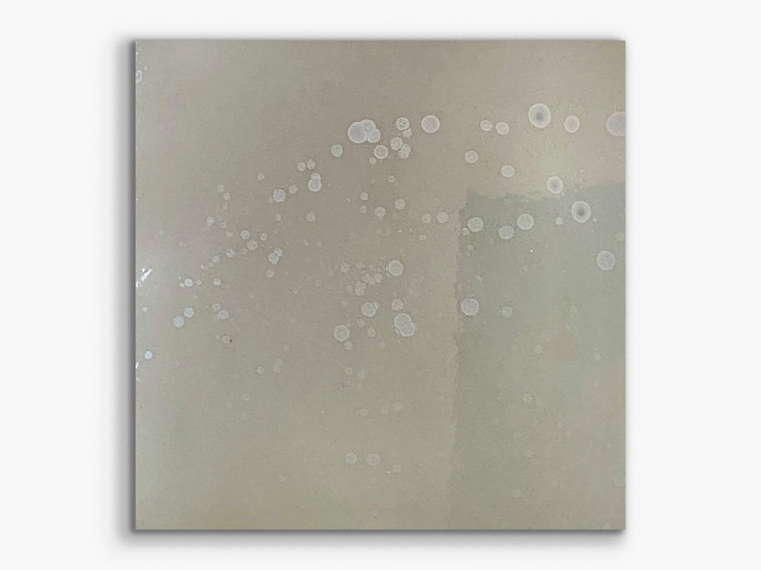 Xylem series: Avium27, 2021