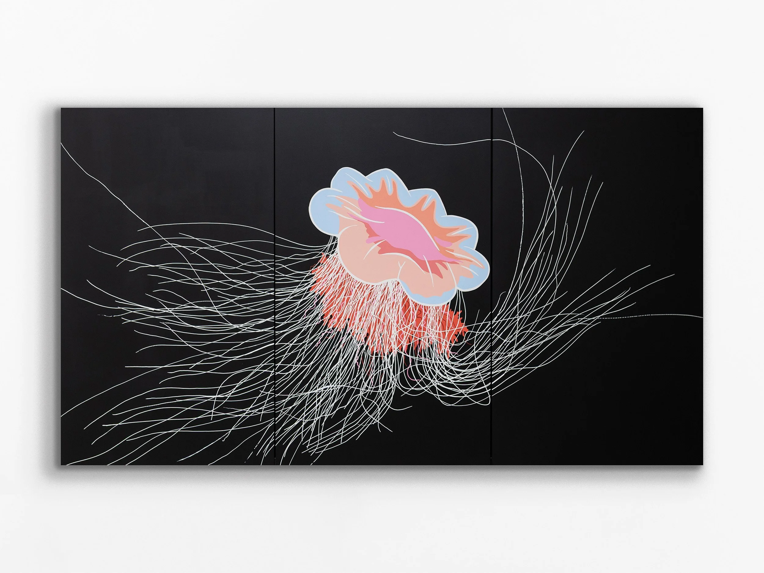 Cyanea capillata, 2026