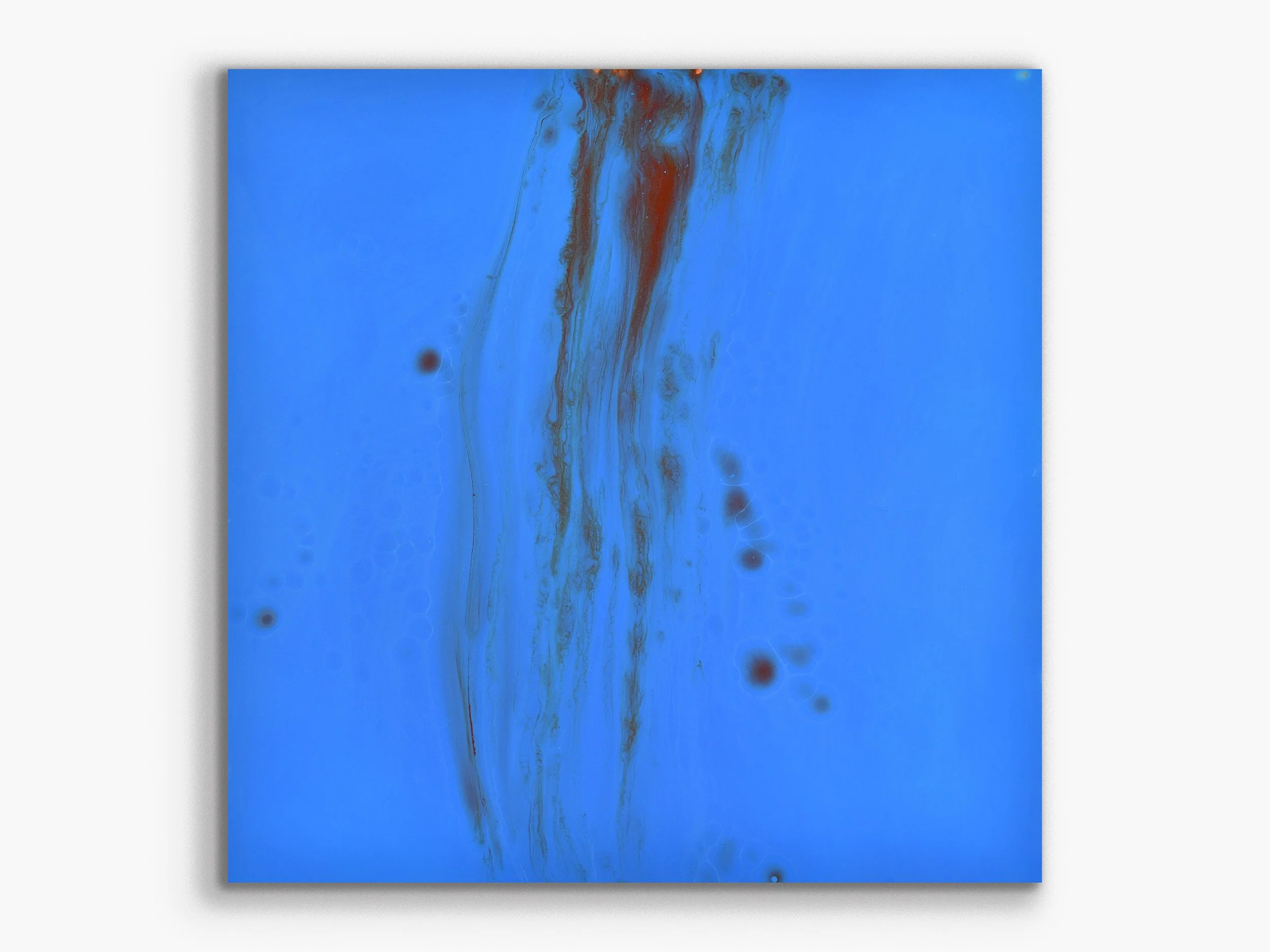 Xylem series: Haplostele36, 2016