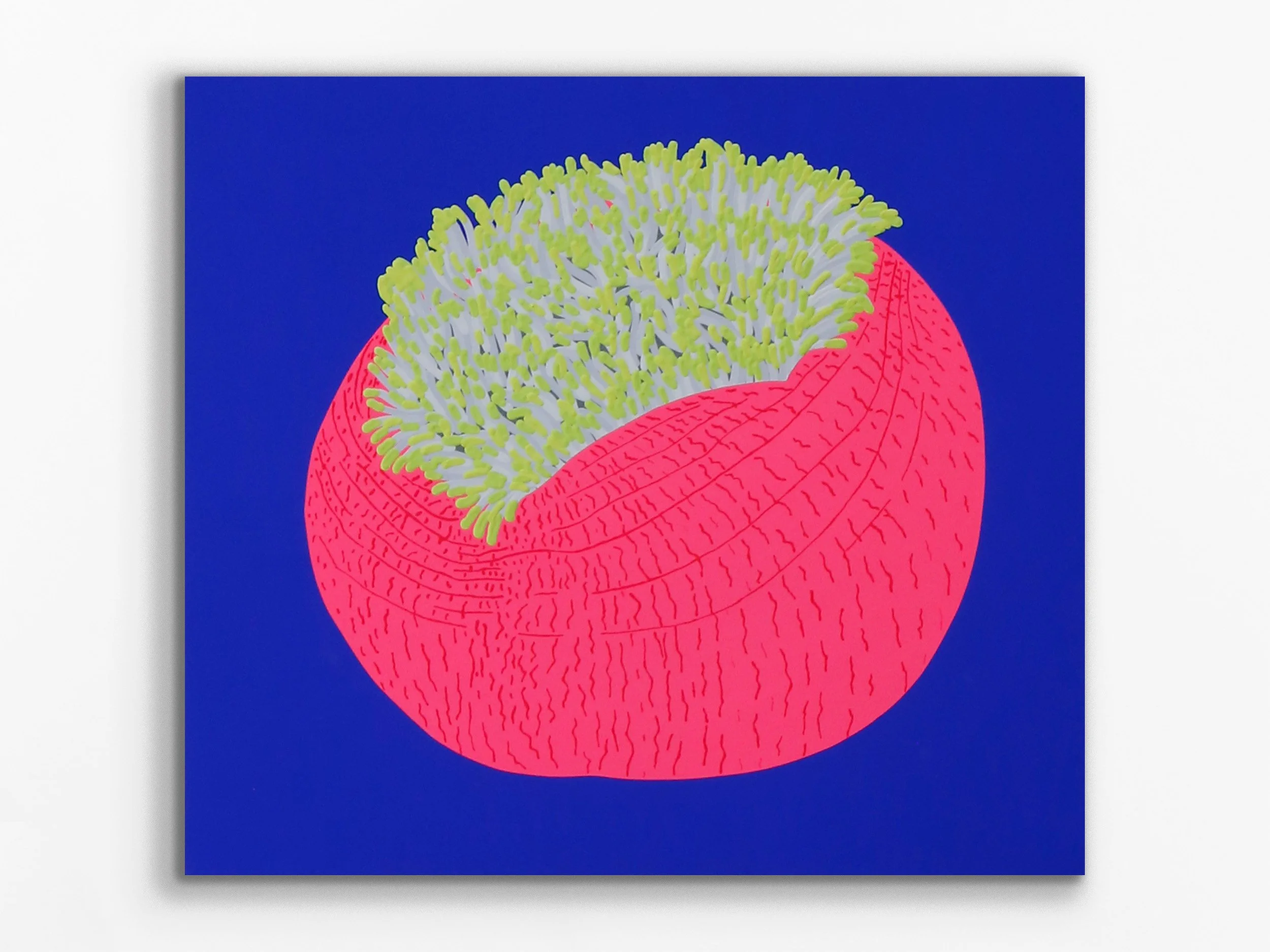 Radianthus magnifica, 2026