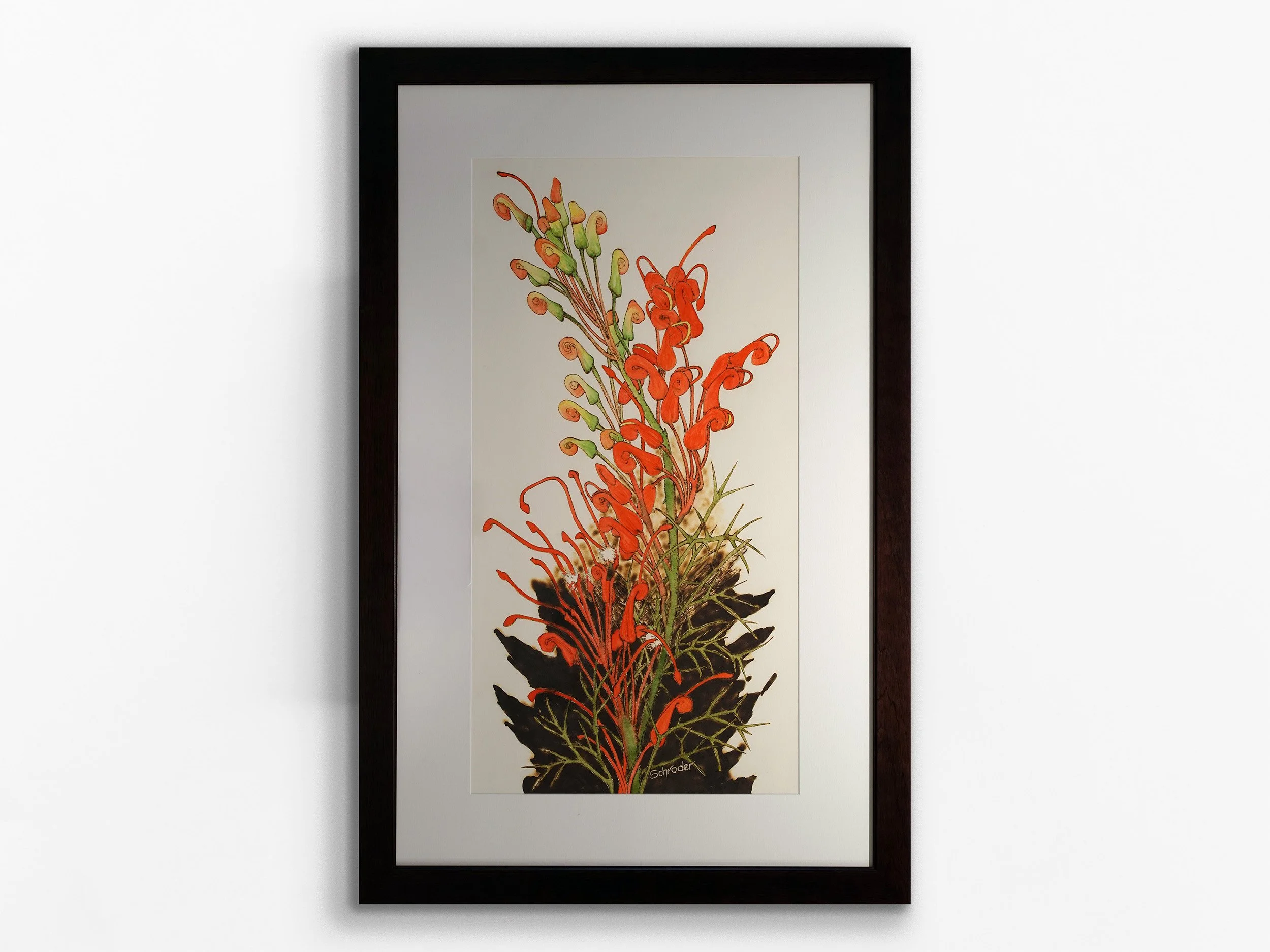 Grevillea Wilsonii Sister 2, 2022