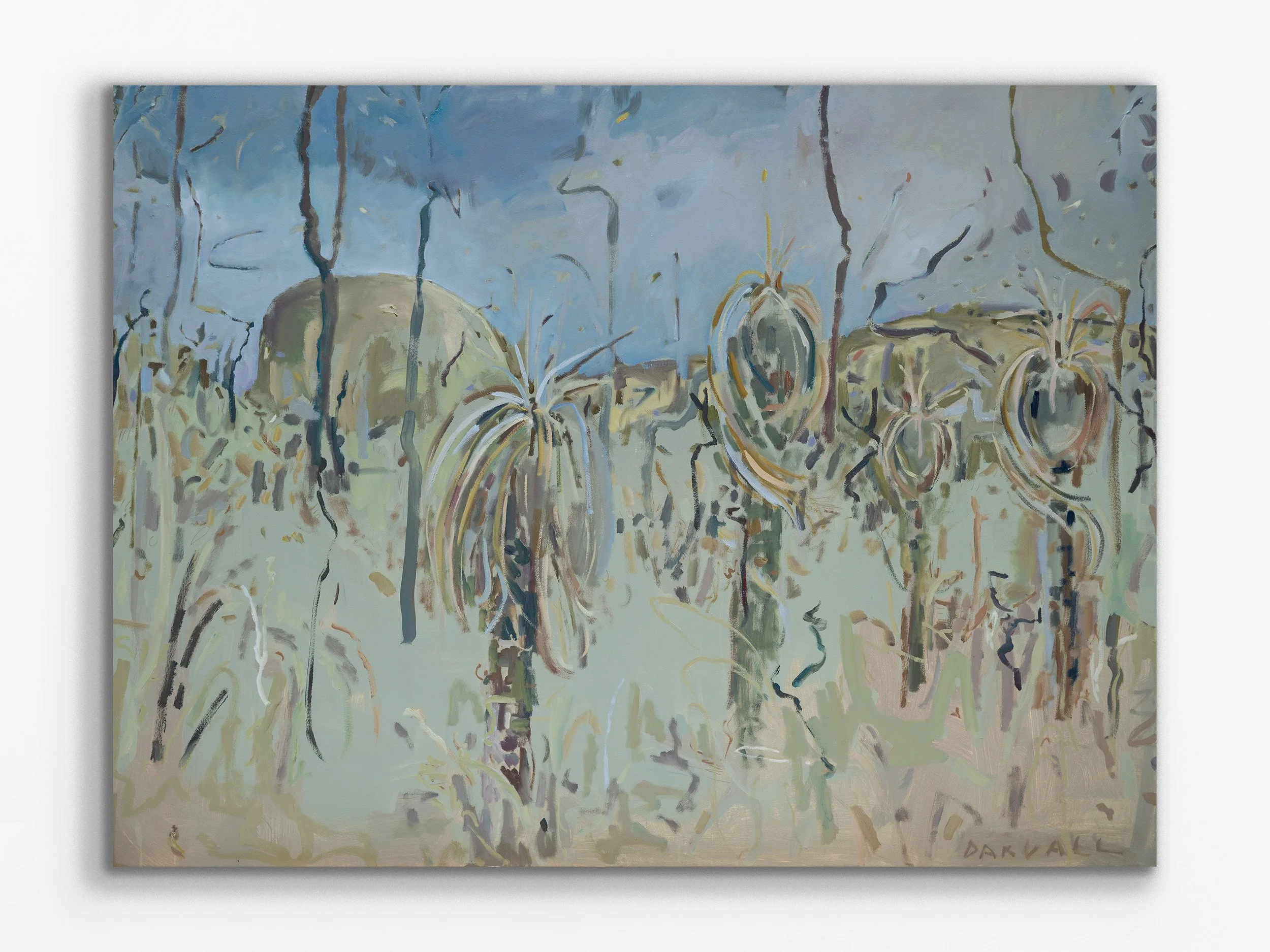 Grass Tree Family (Stirling Ranges WA),  2025