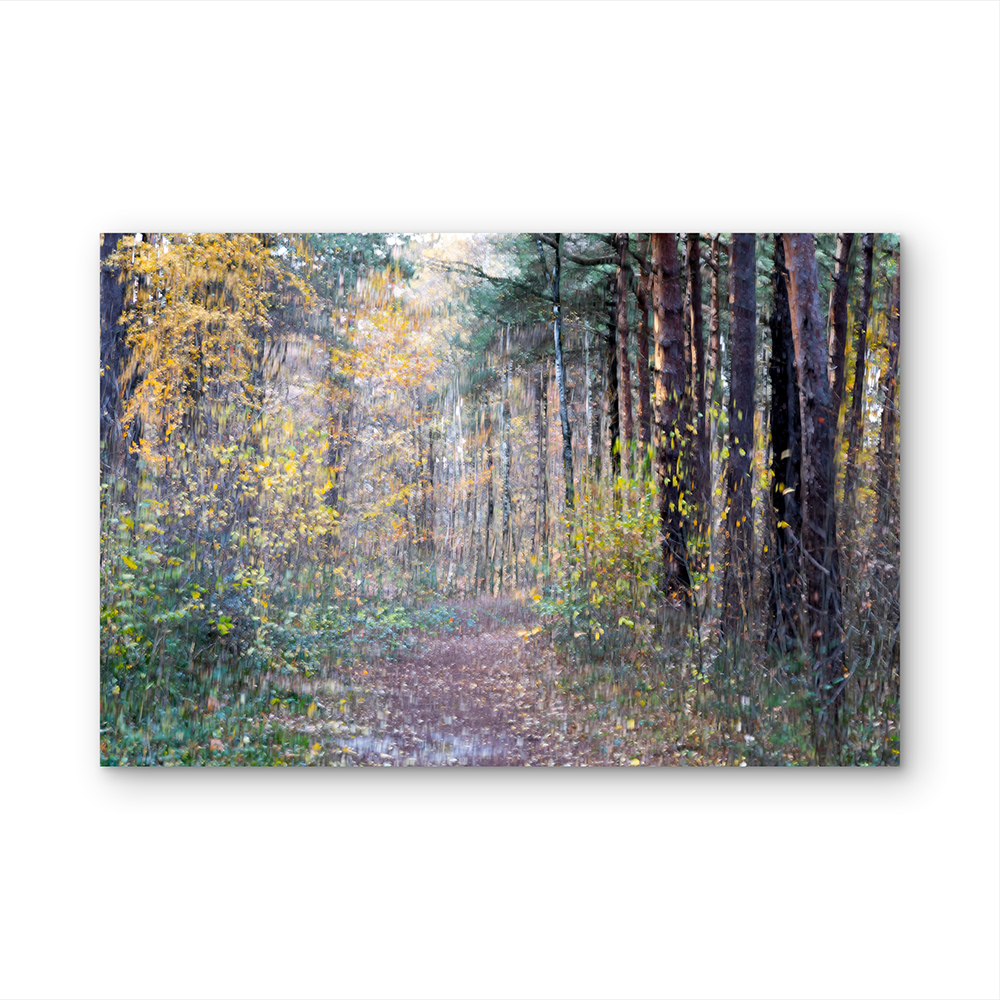 Forest path in autumn D.png