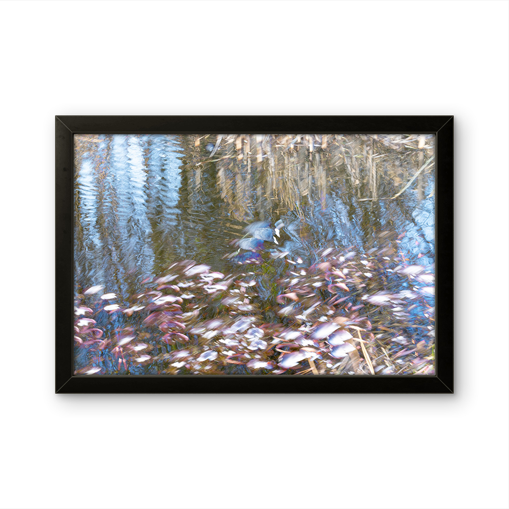 Eurasian coot
